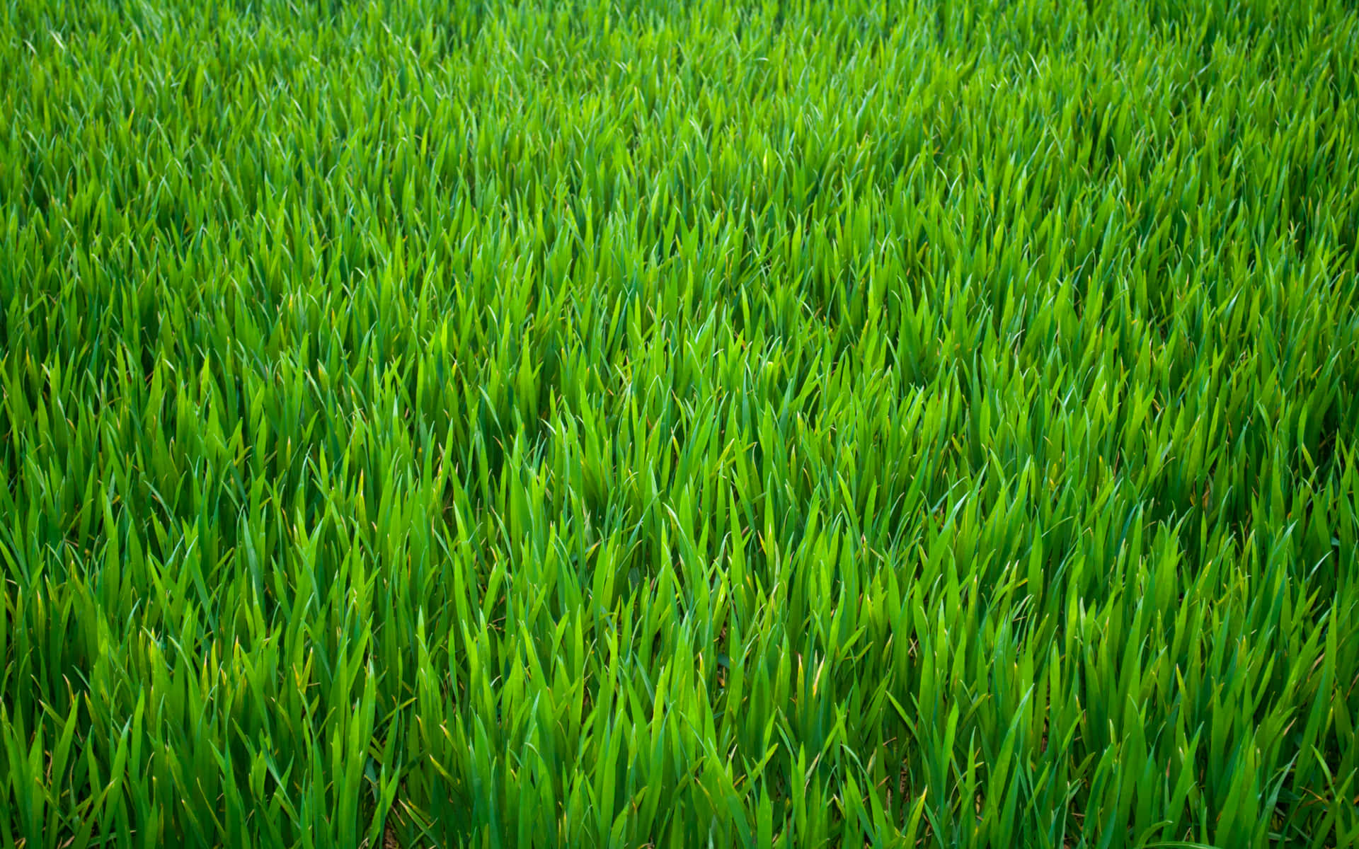 Grass 桌布 壁紙 — 充滿活力的綠色草葉在明亮的日光下無盡延伸，形成一片茂密且富有紋理的田野。