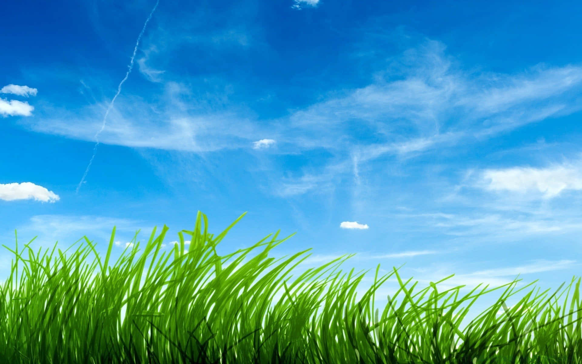 Green Grass 桌布 壁紙 — 充滿活力的綠色草葉在明亮的藍天下搖曳，天空點綴著縷縷白雲和一道淡淡的飛機雲。