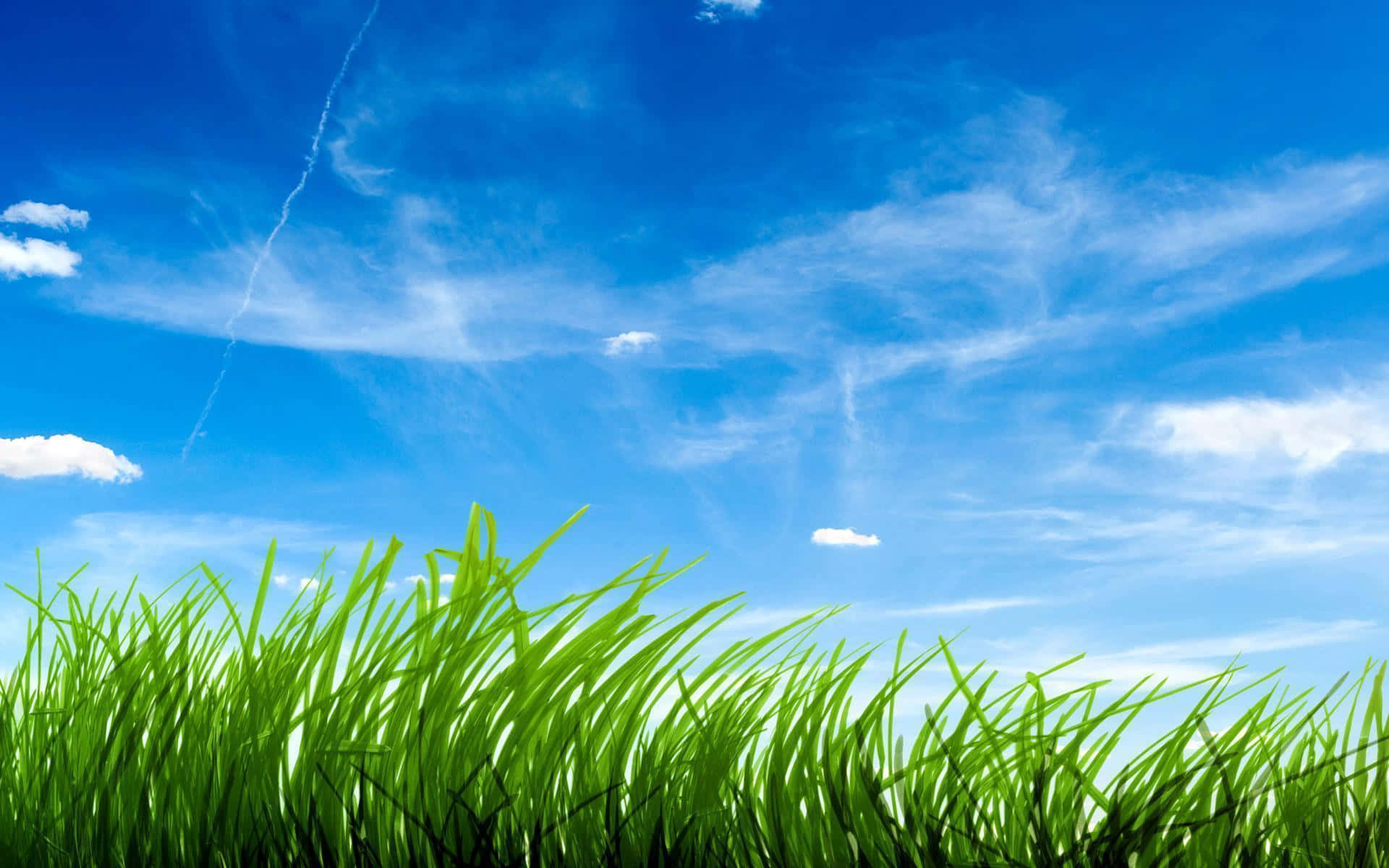 Green Grass 桌布 壁紙 — 充滿活力的綠色草葉在明亮的藍天下搖曳，天空中有縷縷白雲和淡淡的飛機雲。