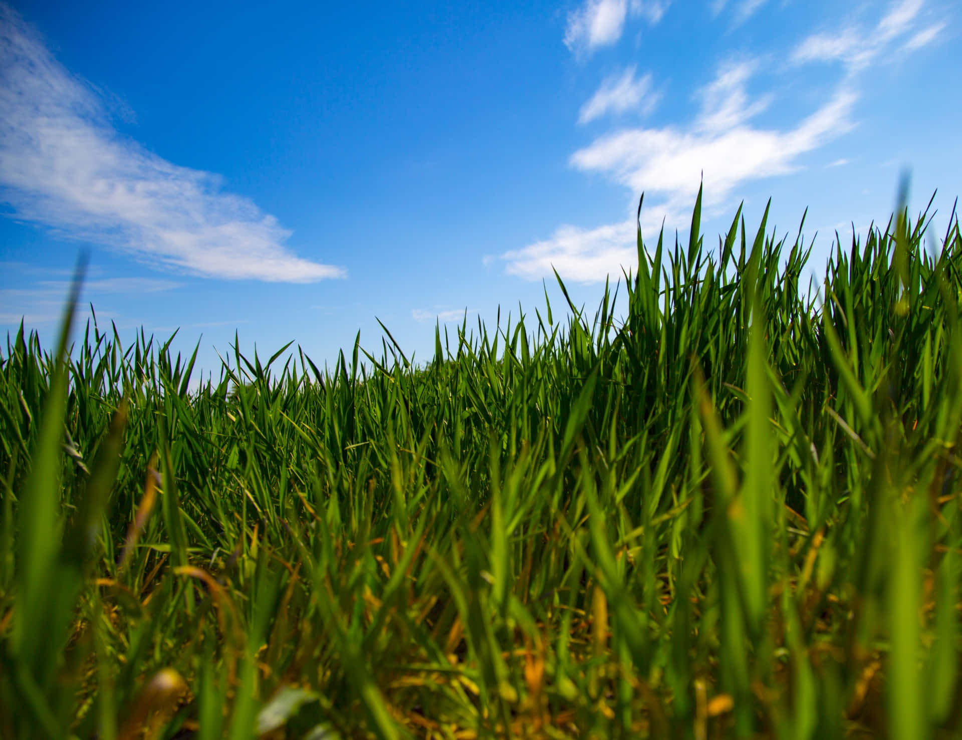 Green Grass 桌布 壁紙 — 充滿活力的綠色草葉在明亮的藍天和縷縷白雲襯托下尖銳地升起。