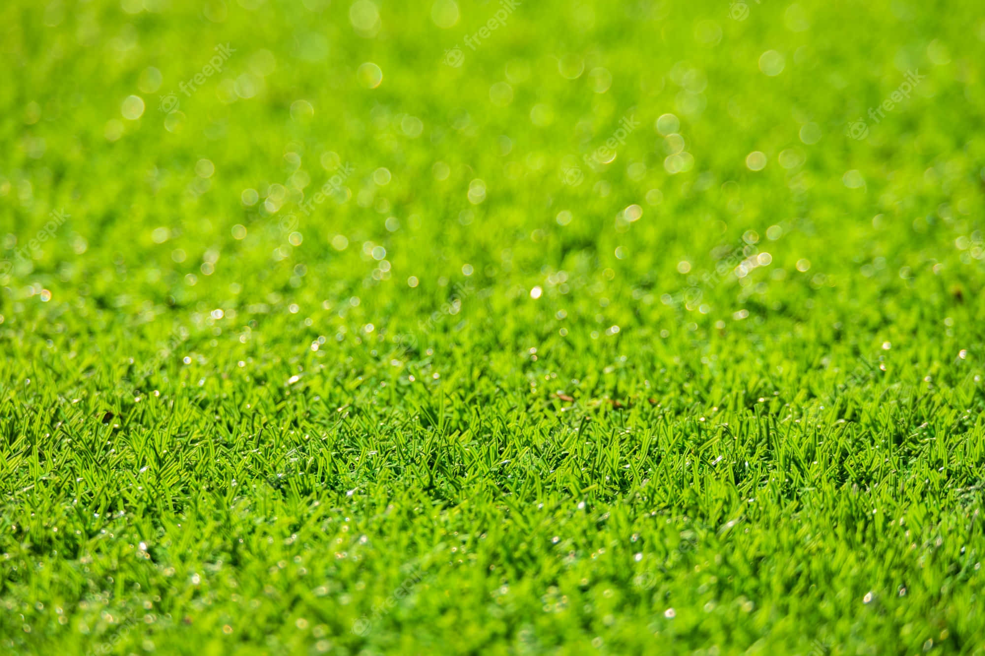 Green Grass 桌布 壁紙 — 充滿活力的綠色草葉在明亮的陽光下閃爍著露珠，背景營造出柔和的散景效果。