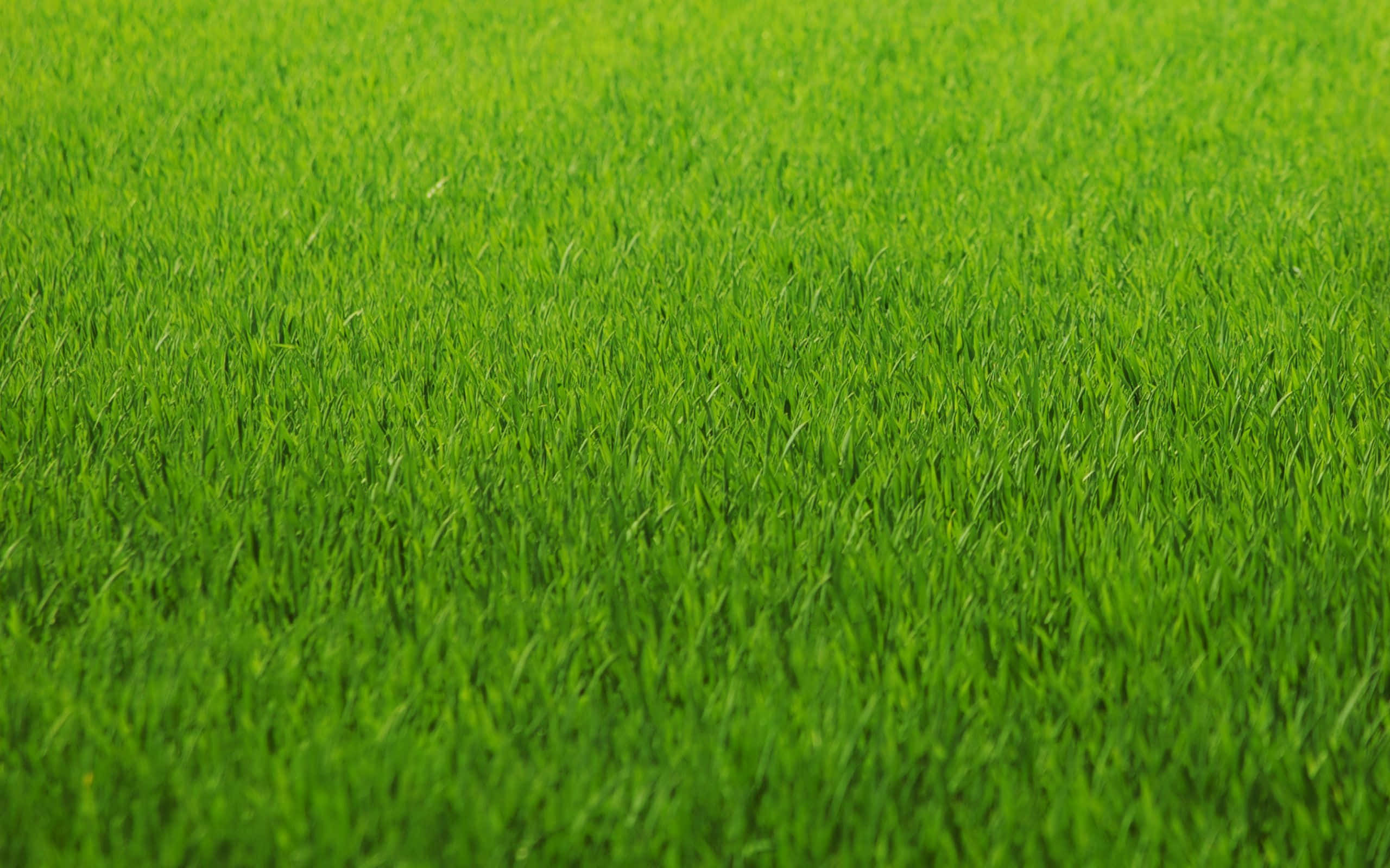 Grass 桌布 壁紙 — 充滿活力的綠色草葉在明亮的陽光下無限延伸，形成一片寧靜的自然地毯。