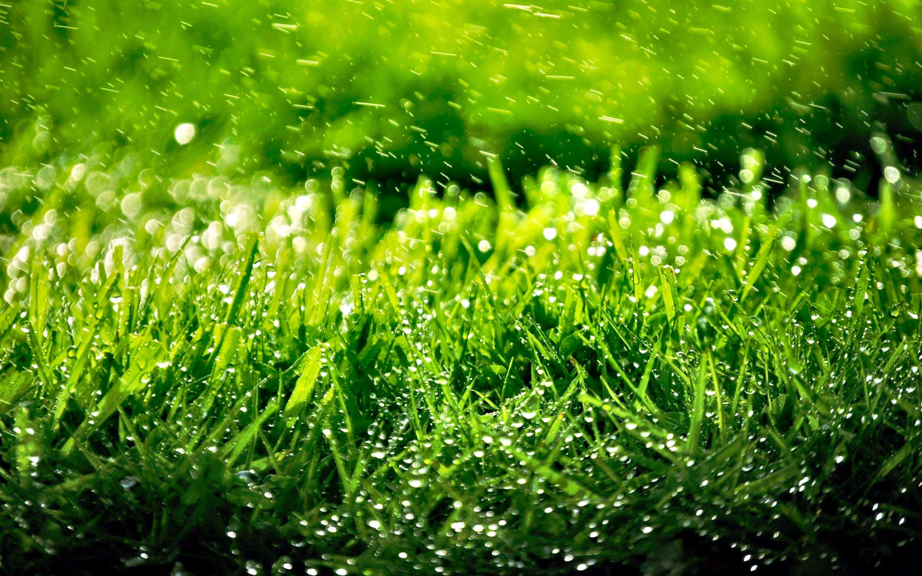 Green Grass 桌布 壁紙 — 充滿活力的綠色草葉在明亮的陽光下閃爍著晶瑩的露珠。