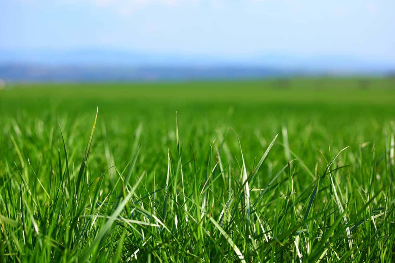 Grass 桌布 壁紙 — 充滿活力的綠色草葉在明亮的陽光下輕輕搖曳，遠處是柔和的藍天。