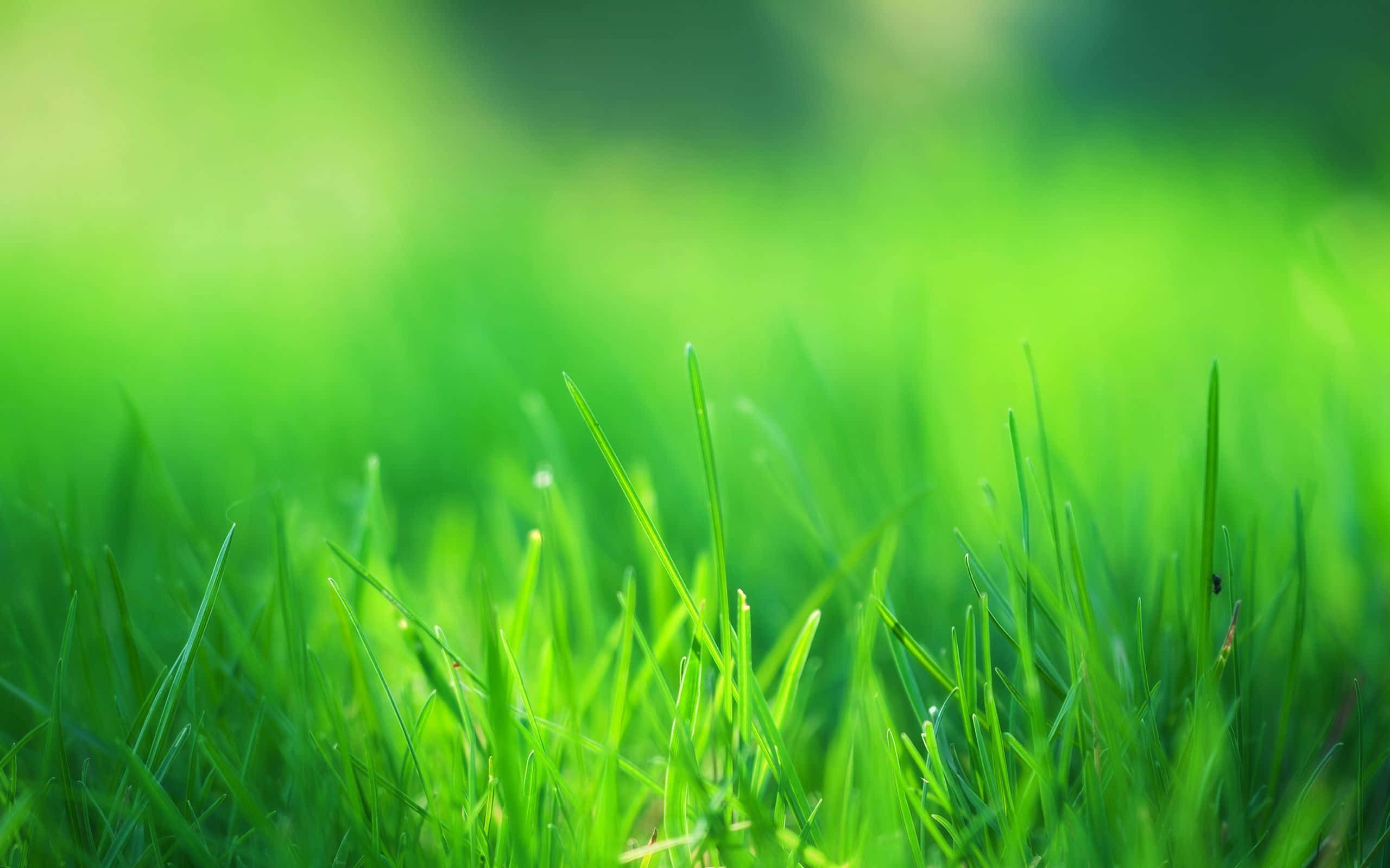 Grassy 桌布 壁紙 — 充滿活力的綠色草葉在明亮的陽光下，以淺景深閃爍著露珠。