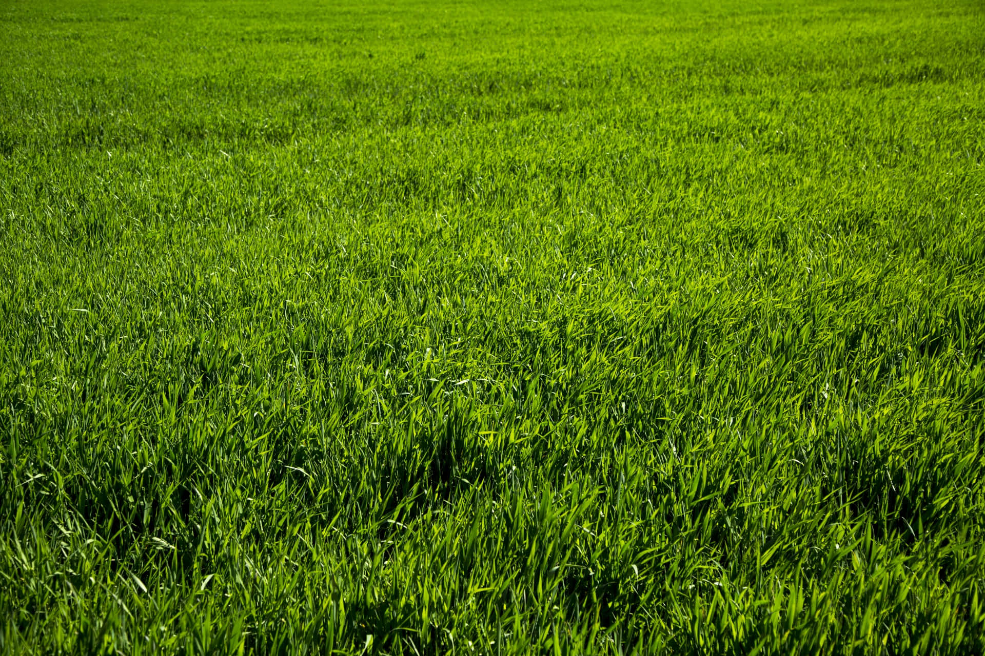 Green Grass 桌布 壁紙 — 充滿活力的綠色草葉在明亮的陽光下無限延伸，形成一片寧靜的自然地毯。