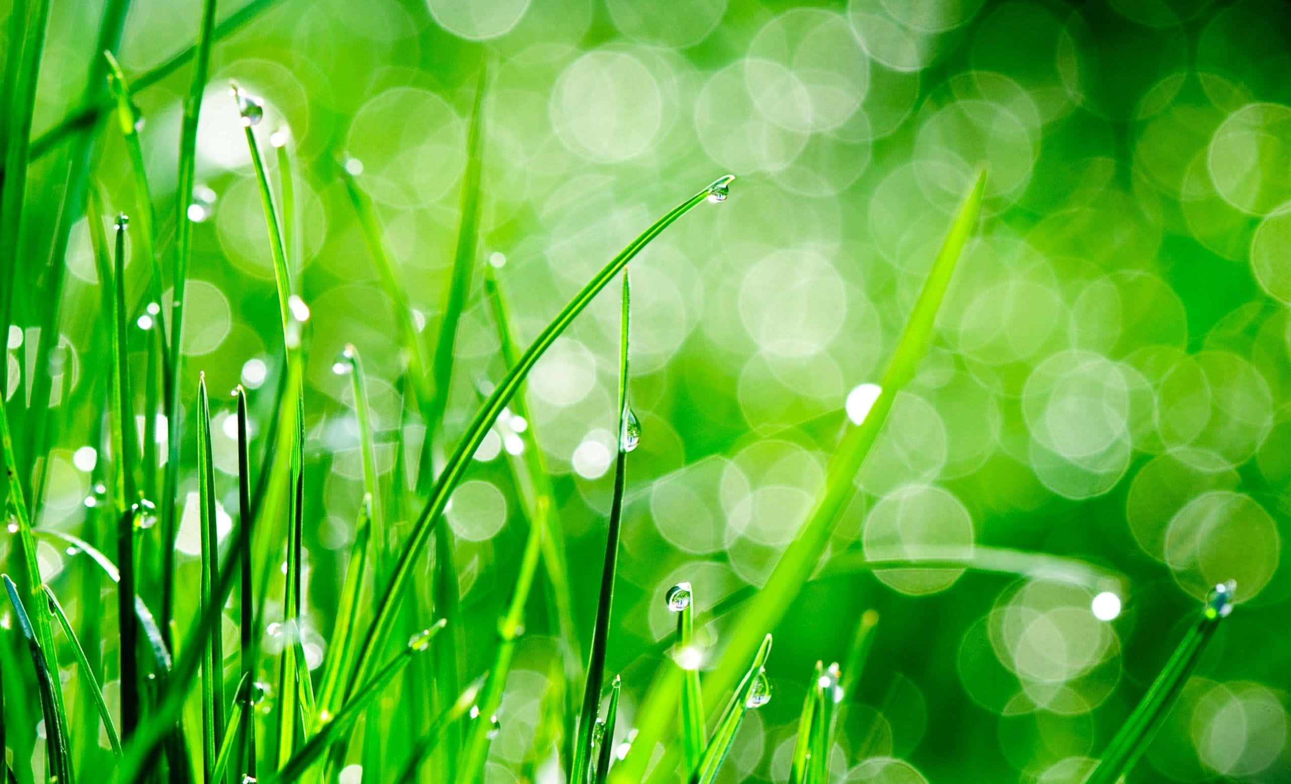 Spring Grass 桌布 壁紙 — 充滿活力的綠色草葉在柔和散景光環背景下閃爍著露珠。