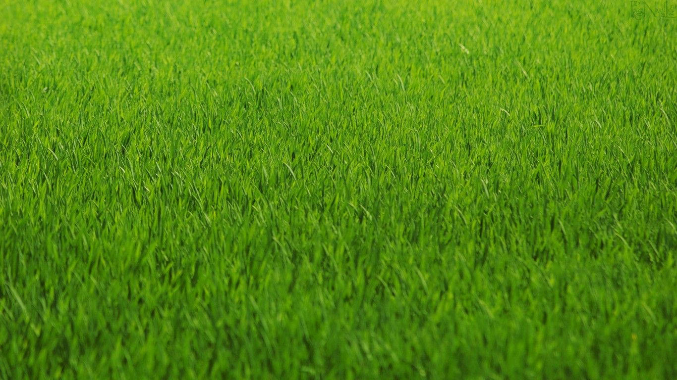 草地 桌布 壁紙 — 充滿活力的綠色草葉在柔和日光下無限延伸，形成寧靜的自然地毯。