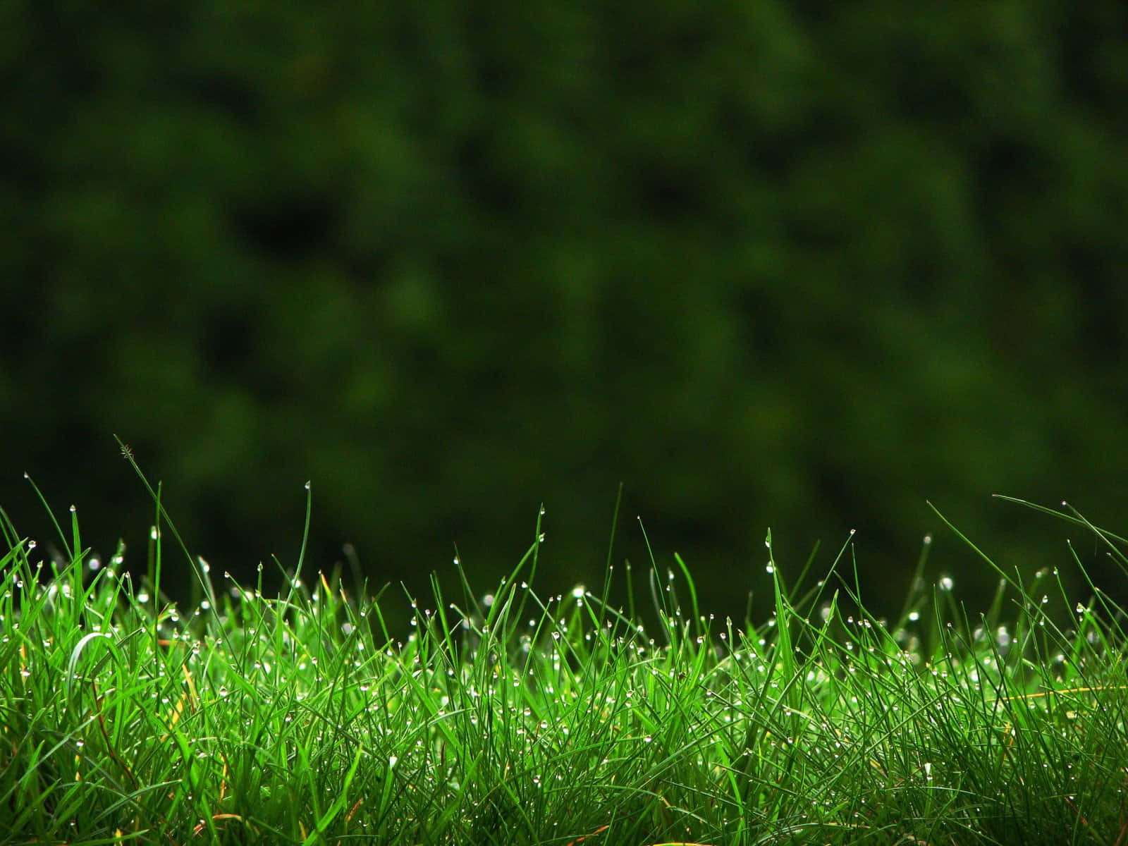Grassy 桌布 壁紙 — 充滿活力的綠色草葉在柔和晨光下閃爍著露珠，背景是模糊的森林。