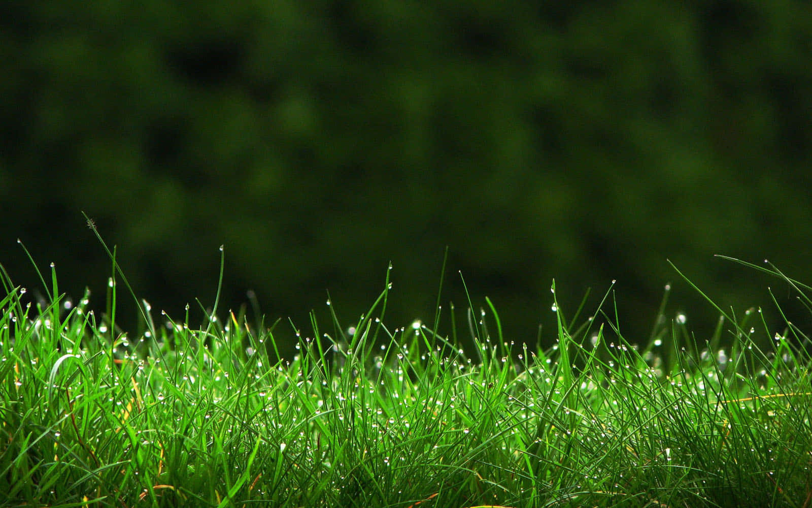 Grass 桌布 壁紙 — 充滿活力的綠色草葉在柔和晨光下閃爍著露珠，背景是模糊的森林。
