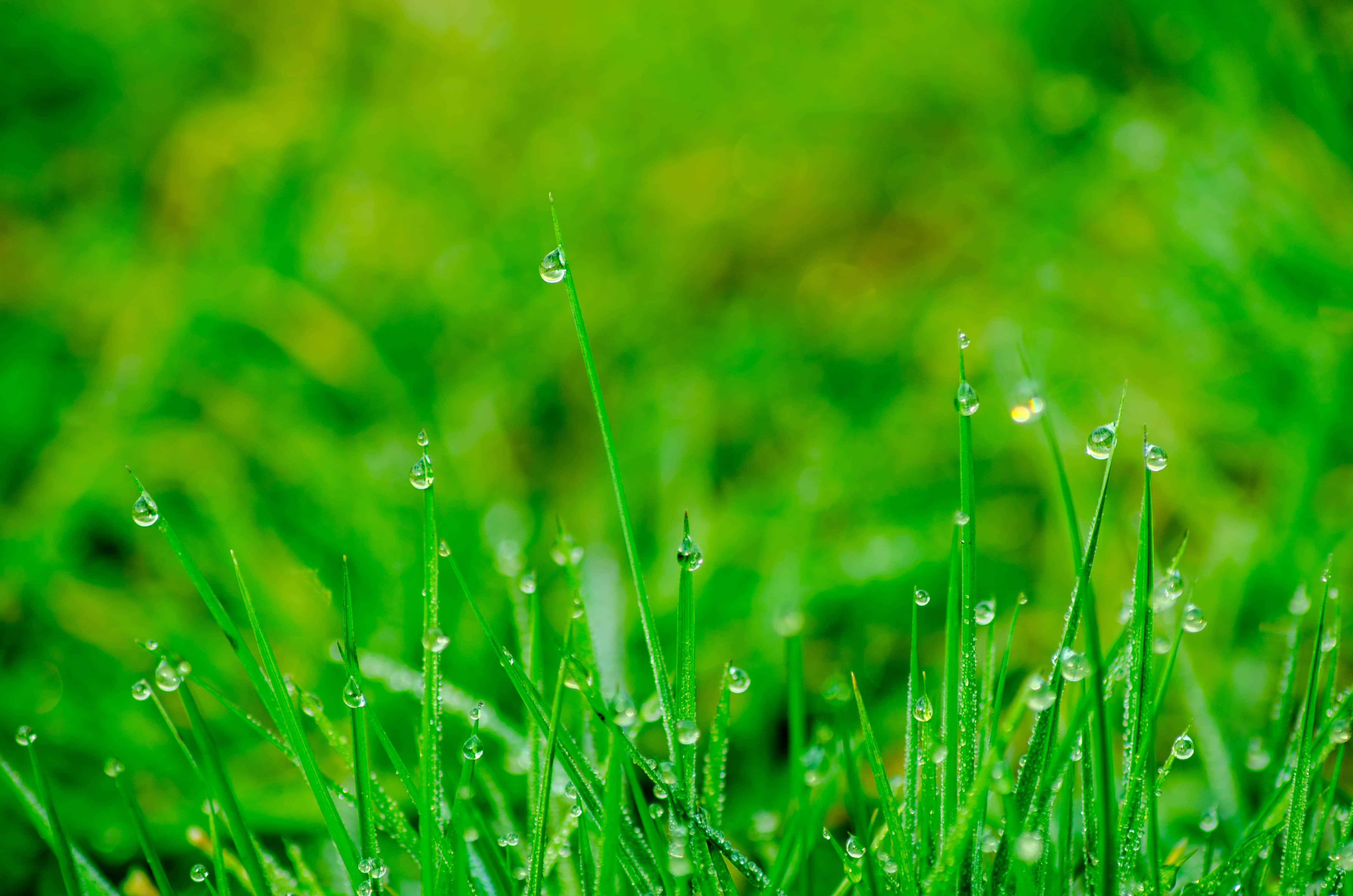 Green Grass 桌布 壁紙 — 充滿活力的綠色草葉在柔和晨光下閃爍著露珠，營造出清新寧靜的自然景象。