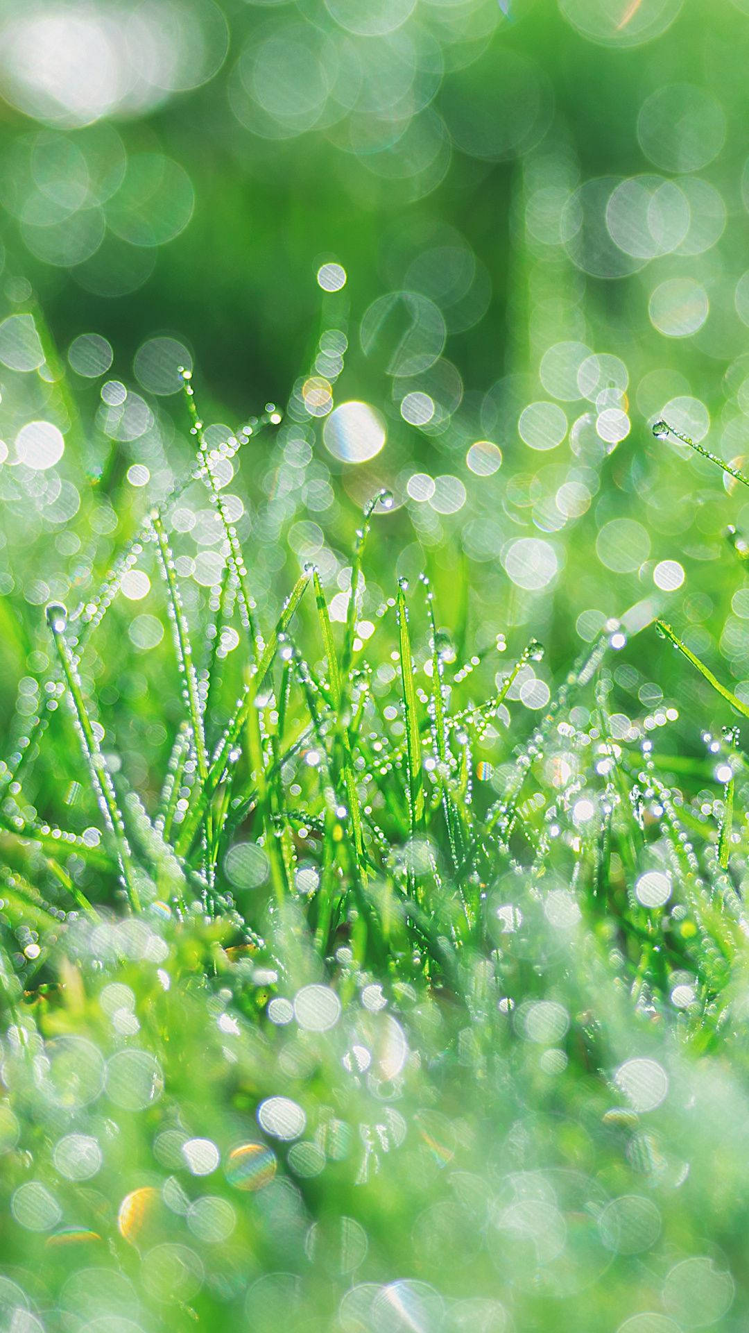 Grass 桌布 壁紙 — 充滿活力的綠色草葉在柔和晨光下閃爍著露珠，營造出夢幻般的散景背景。