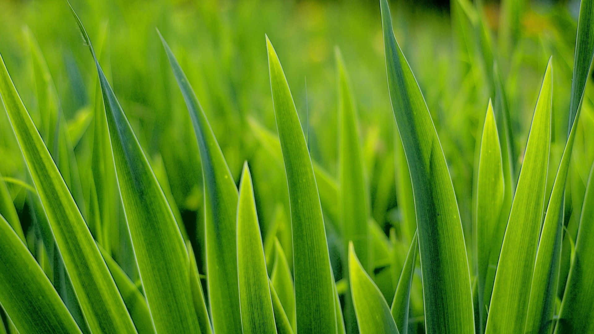 Green Grass 桌布 壁紙 — 充滿活力的綠色草葉在柔和的焦點中，對著模糊的自然背景銳利地升起。