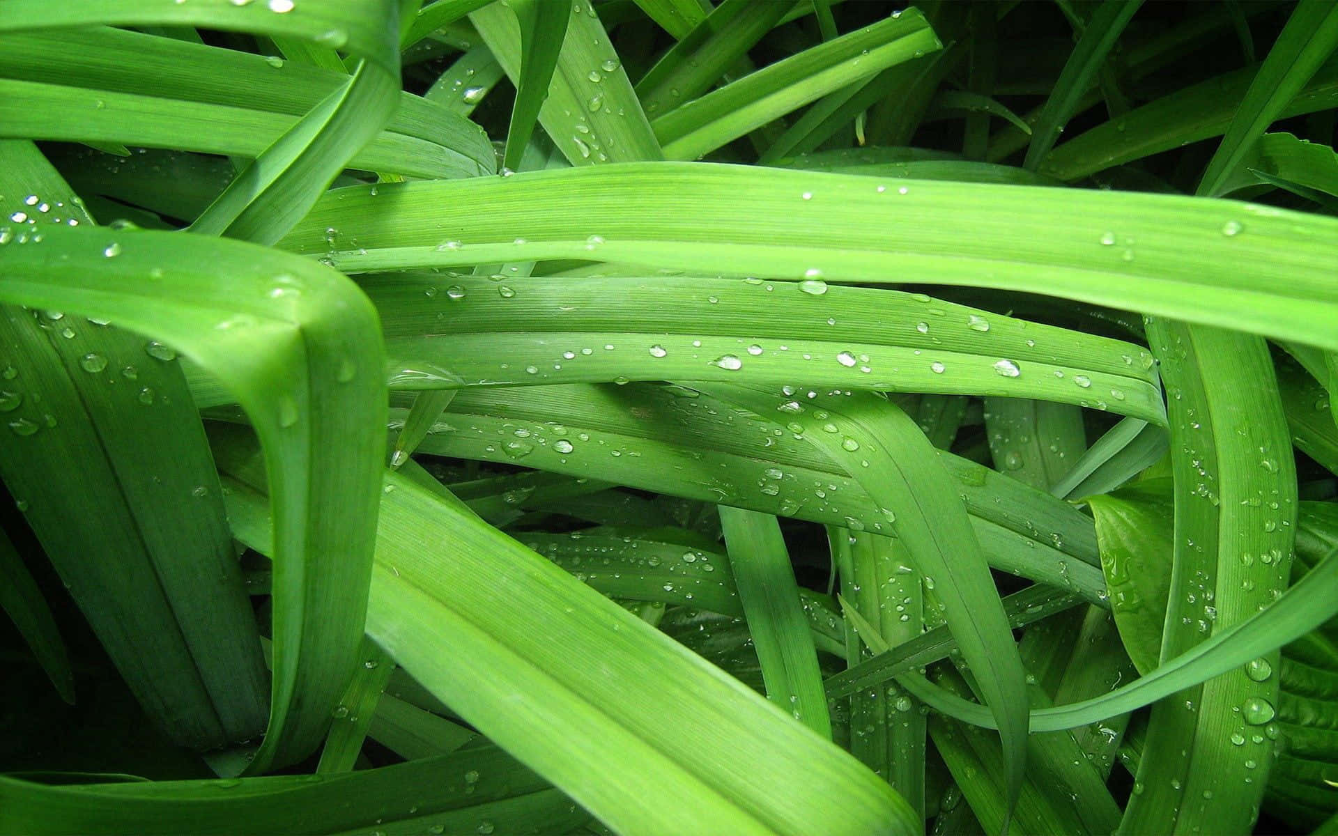 Green Grass 桌布 壁紙 — 充滿活力的綠色草葉在柔和自然光下閃爍著清新的露珠。
