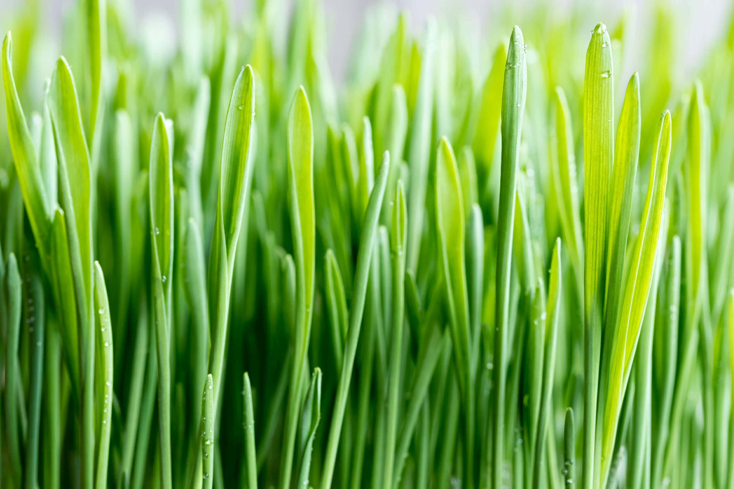 Green Grass 桌布 壁紙 — 充滿活力的綠色草葉在柔和自然光下閃爍著露珠的特寫微距鏡頭。