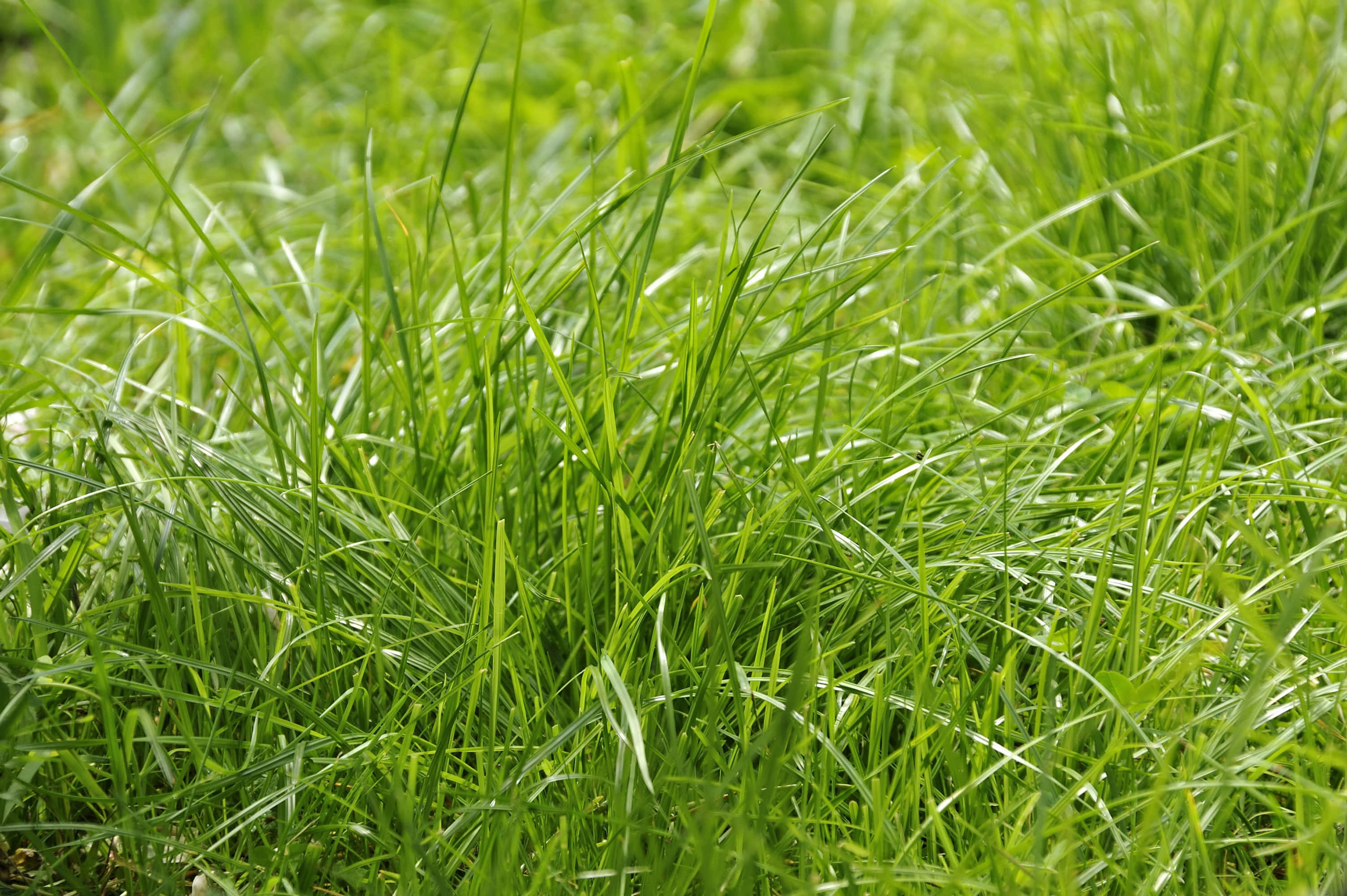 Grass 桌布 壁紙 — 充滿活力的綠色草葉在柔和自然光中輕輕搖曳，營造出寧靜清新的戶外場景。