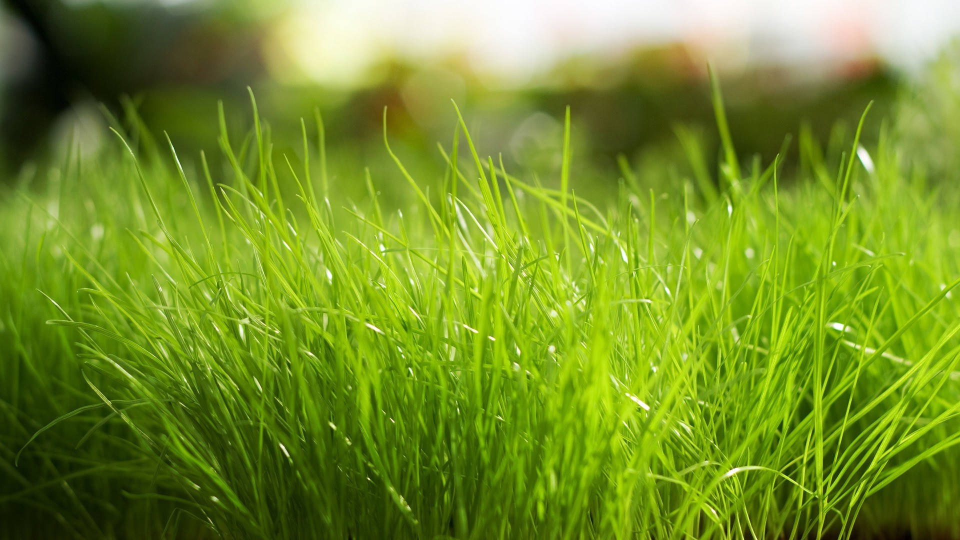 高清 桌布 壁紙 — 充滿活力的綠色草葉在柔和陽光下，於淺景深中閃爍著露珠。