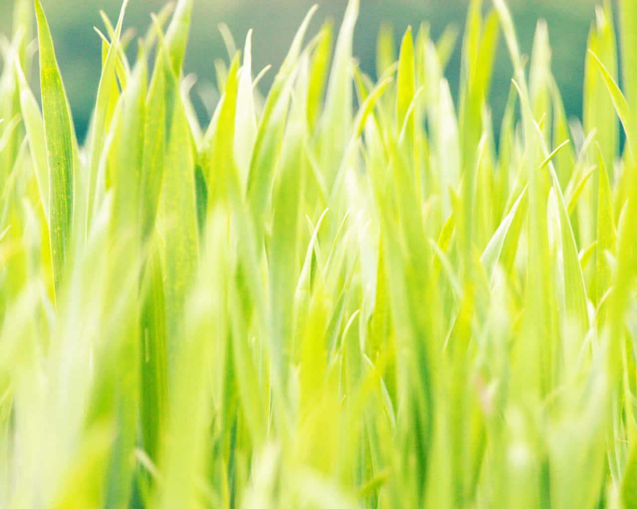 Green Grass 桌布 壁紙 — 充滿活力的綠色草葉在柔和陽光下輕輕搖曳，背景模糊。