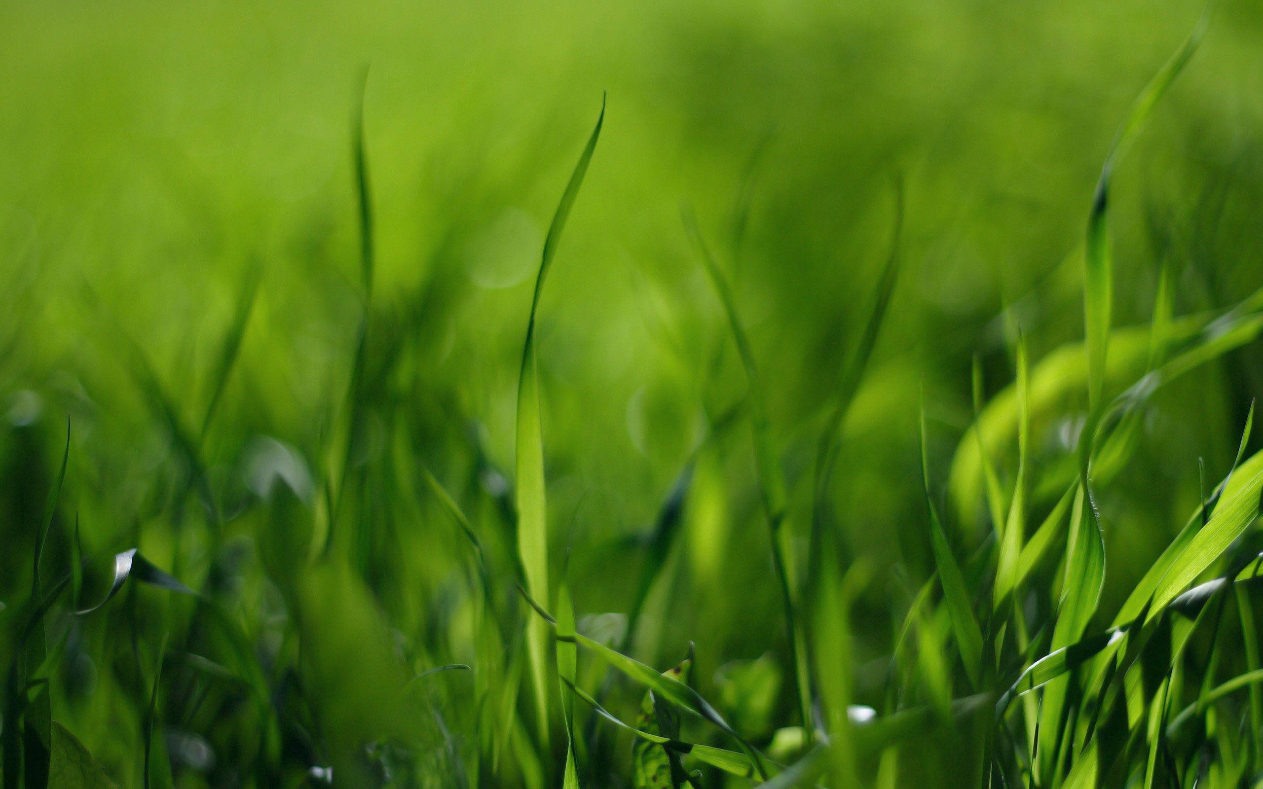 Grass 桌布 壁紙 — 充滿活力的綠色草葉在柔和陽光下輕輕搖曳，景深較淺。
