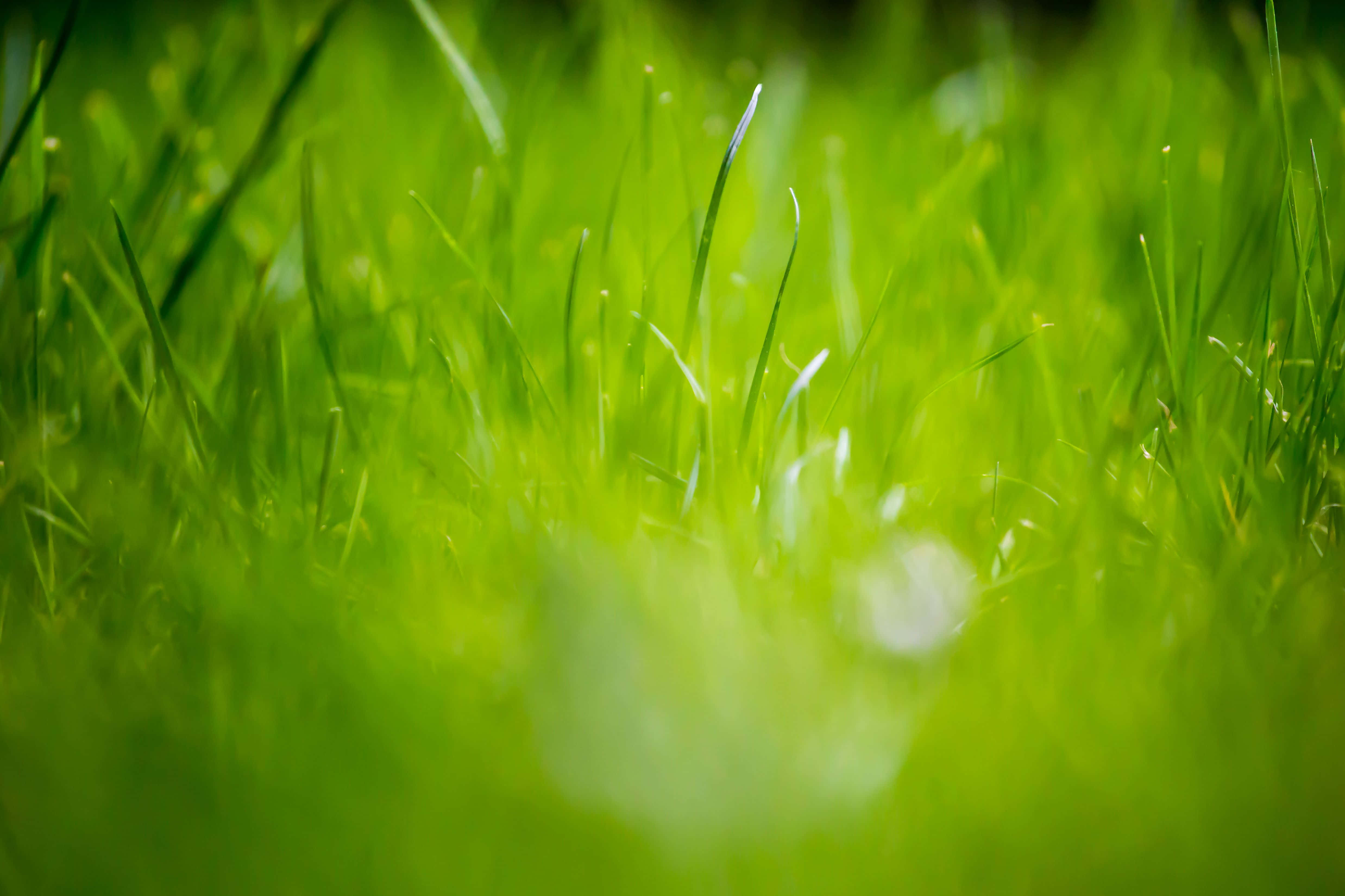 Grassy 桌布 壁紙 — 充滿活力的綠色草葉在柔和陽光下閃爍著露珠，營造出寧靜的自然特寫。