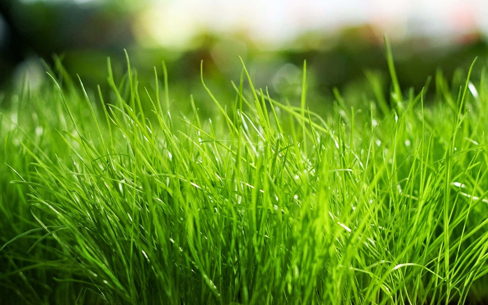 Grass 桌布 壁紙 — 充滿活力的綠色草葉在柔和陽光下閃閃發光，背景自然模糊。