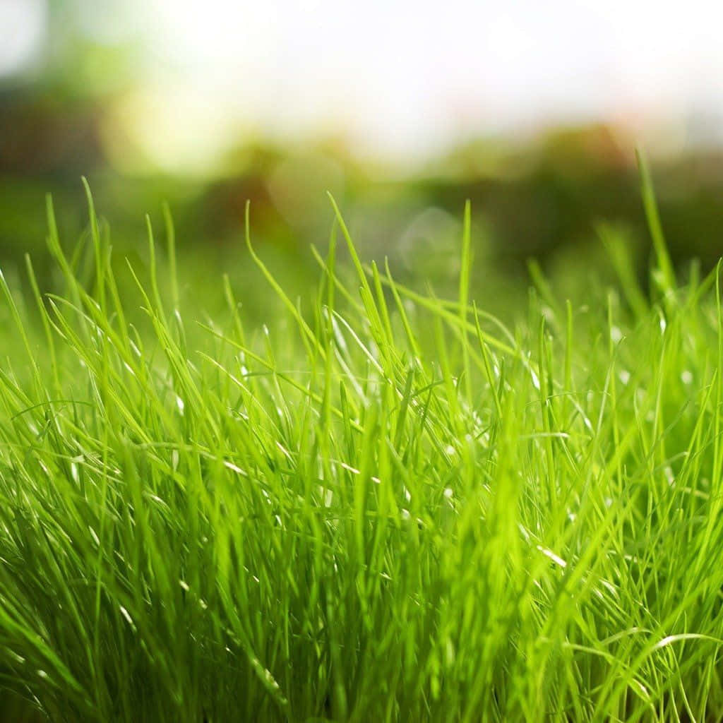 Spring Grass 桌布 壁紙 — 充滿活力的綠色草葉在柔和陽光下閃閃發光，背景模糊自然。