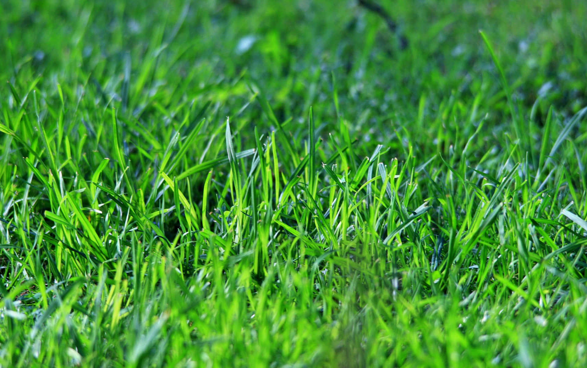 Green Grass 桌布 壁紙 — 充滿活力的綠色草葉在柔和陽光下閃閃發光，淺景深強調了質感和新鮮度。