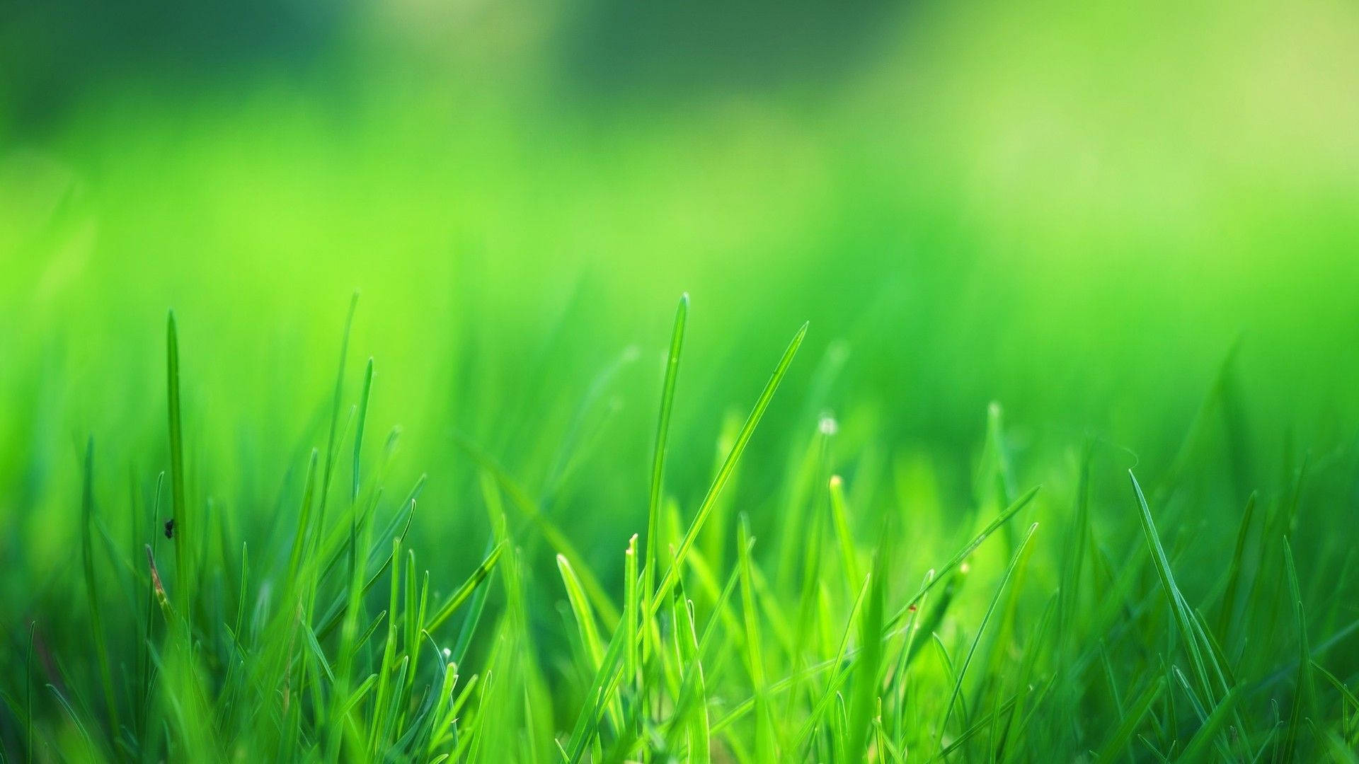 Grass 桌布 壁紙 — 充滿活力的綠色草葉在柔和陽光下閃爍著露珠，營造出寧靜的自然前景。