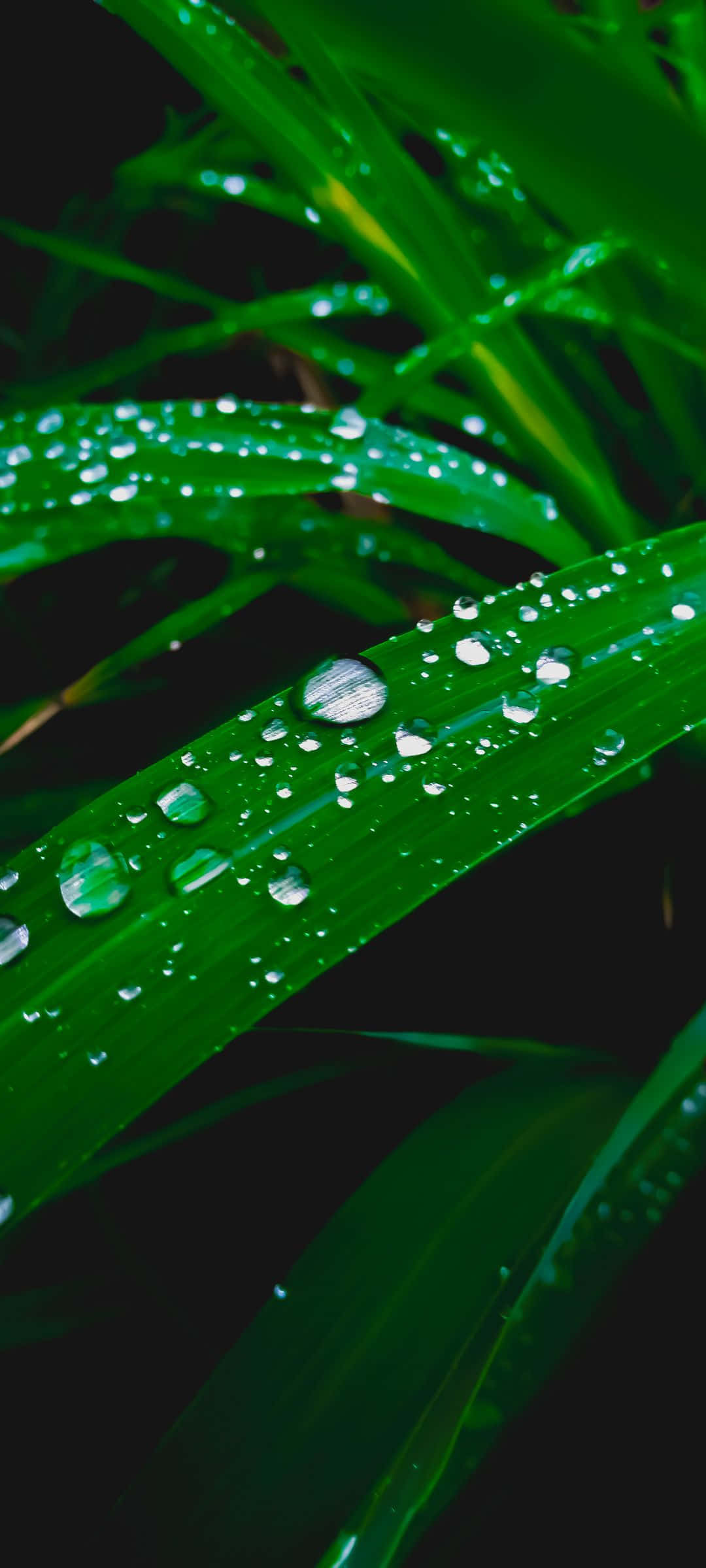 1080x2400 桌布 壁紙 — 充滿活力的綠色草葉在深色背景下閃爍著清澈的露珠。