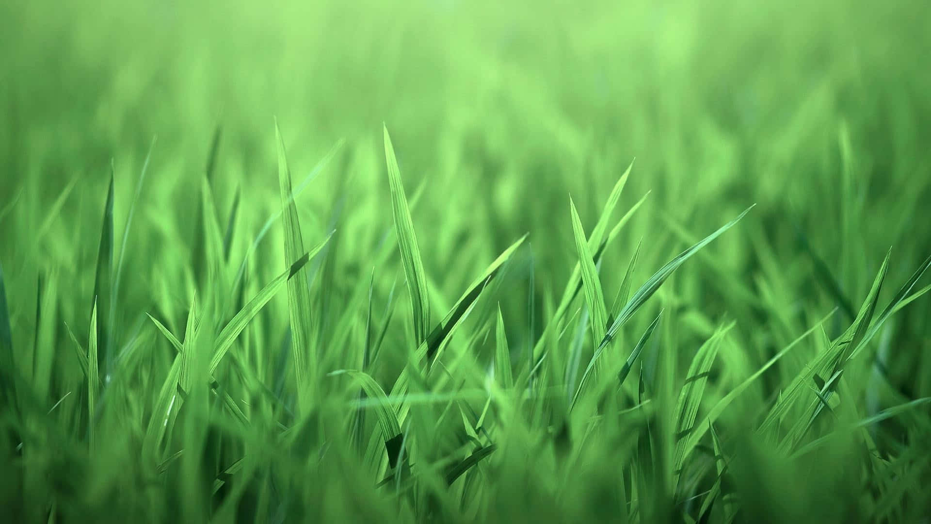 綠色 桌布 壁紙 — 充滿活力的綠色草葉在淺景深中柔和模糊，伴隨著明亮的自然光。