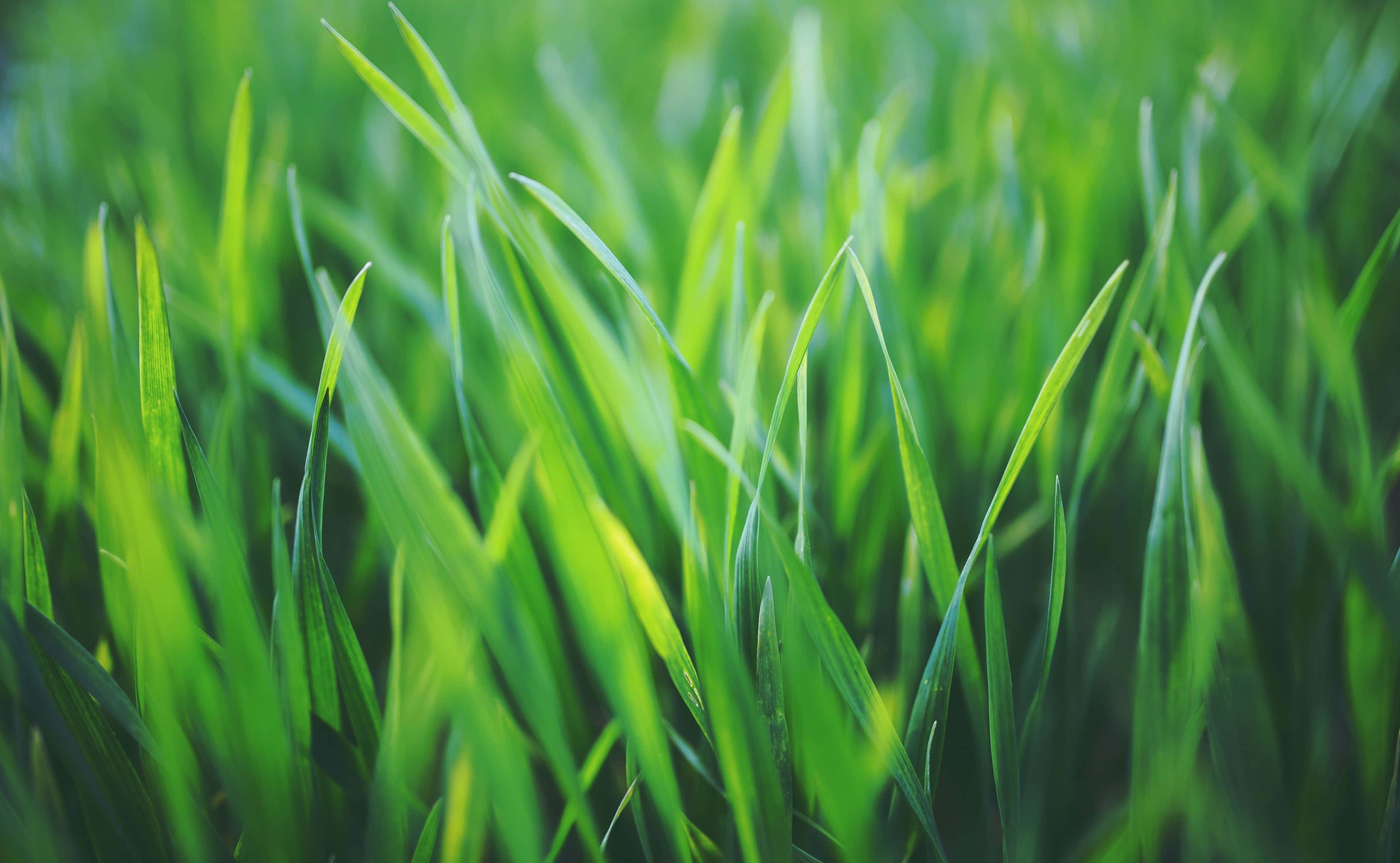 Spring Grass 桌布 壁紙 — 充滿活力的綠色草葉在淺景深中閃爍著柔和的光線。
