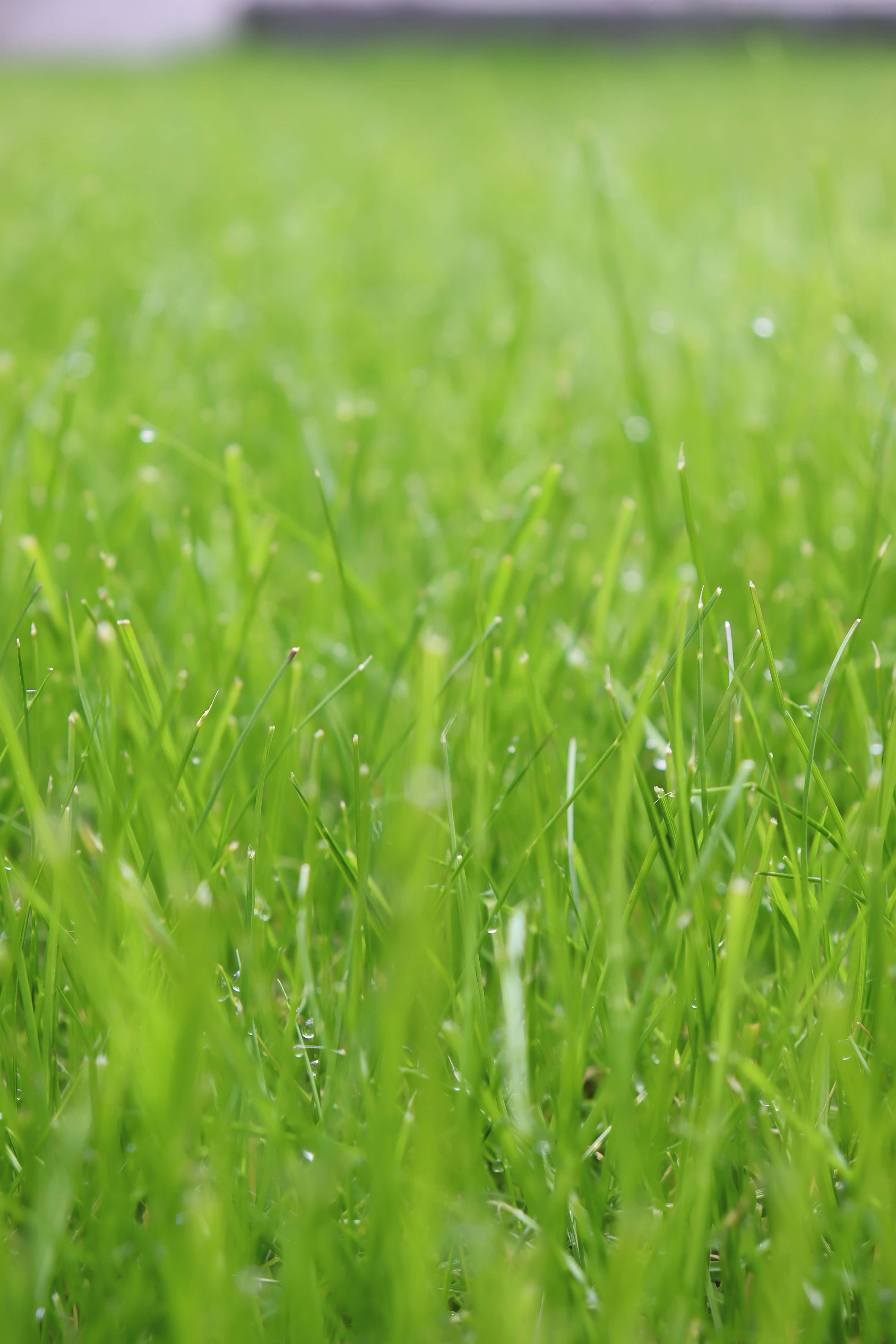 Grass 桌布 壁紙 — 充滿活力的綠色草葉在淺景深特寫中閃爍著露珠。