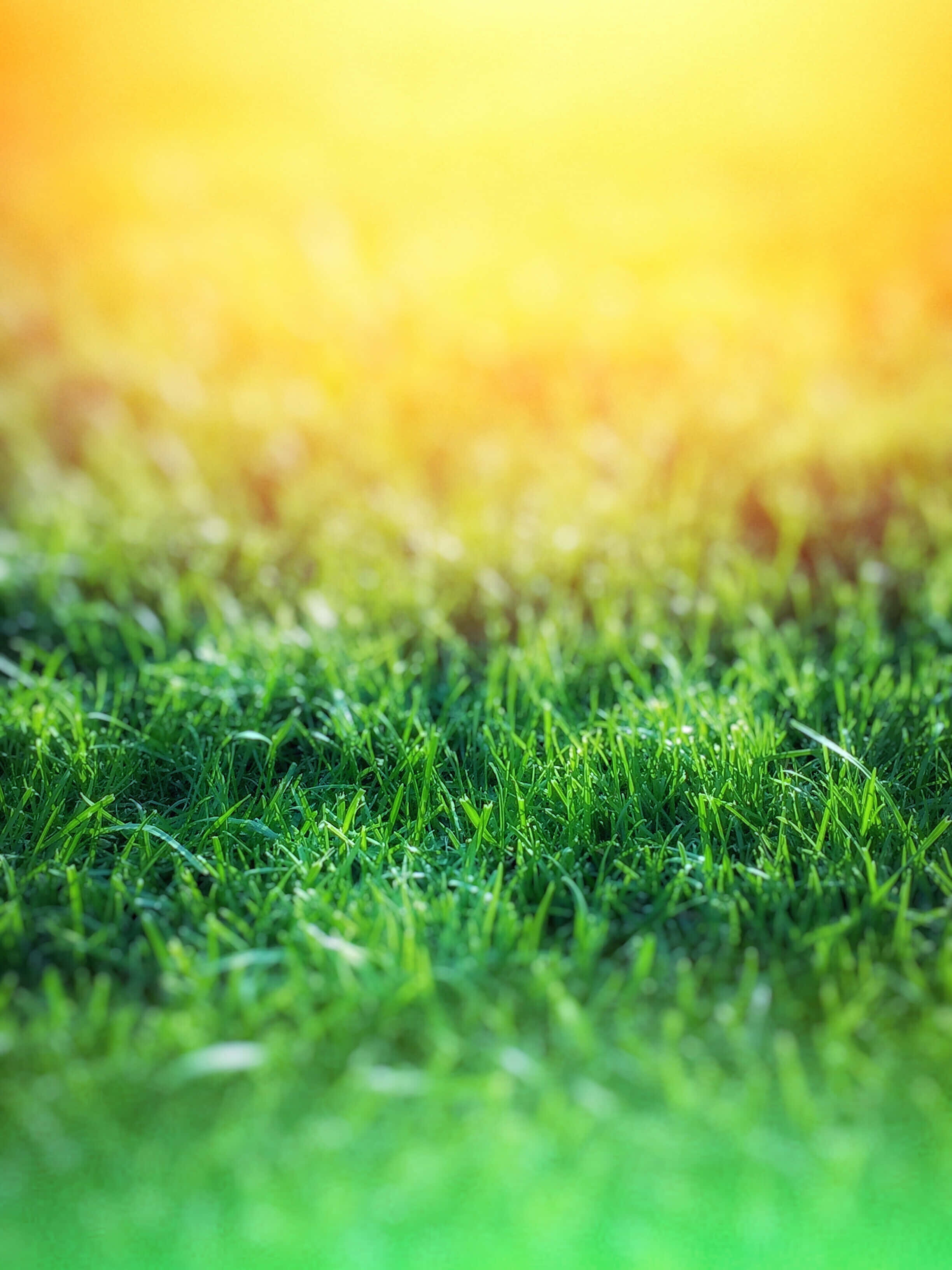 Green Grass 桌布 壁紙 — 充滿活力的綠色草葉在溫暖的金色陽光下閃閃發光，景深較淺。