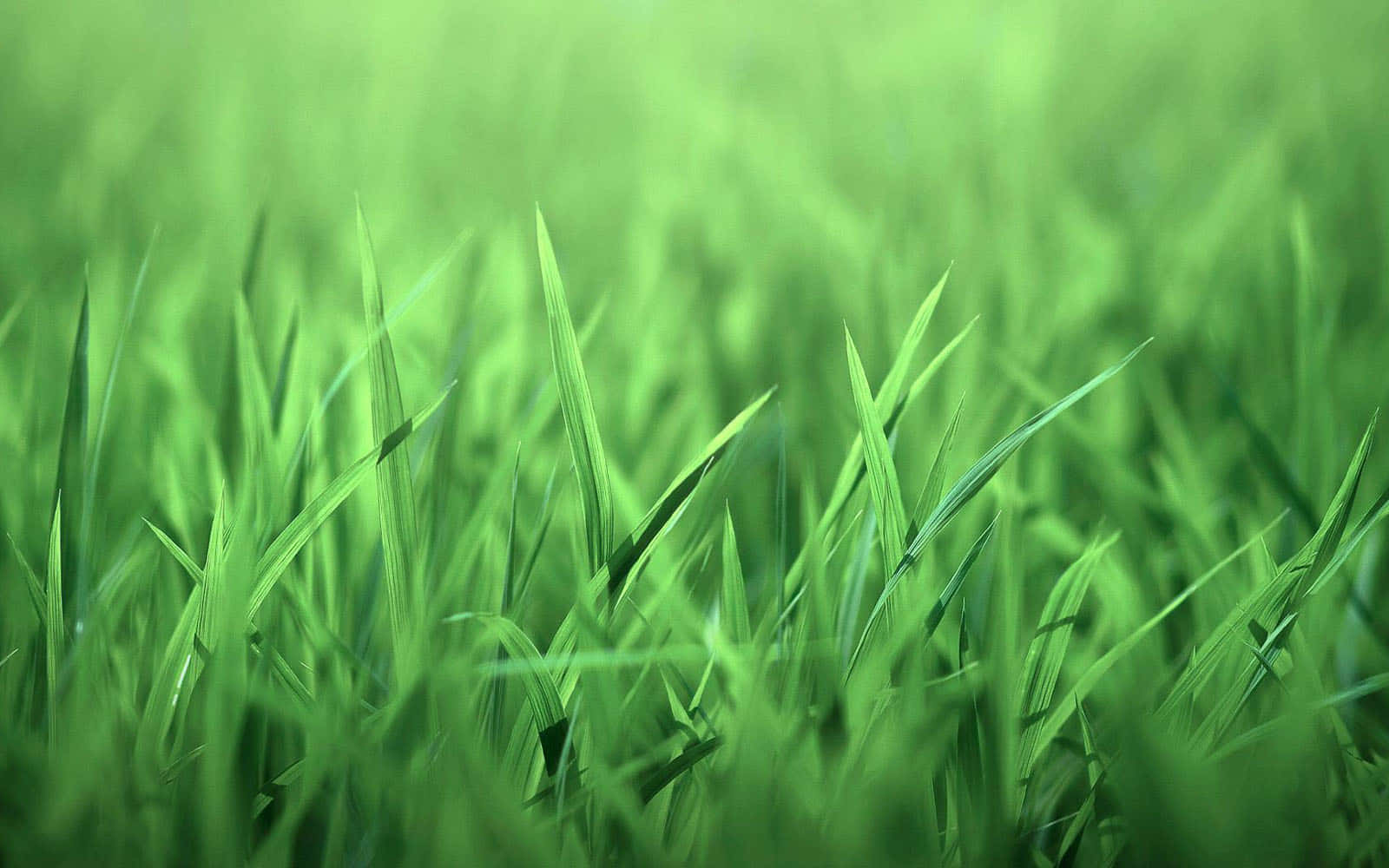 Grass 桌布 壁紙 — 充滿活力的綠色草葉在自然光下柔和閃耀，景深較淺。