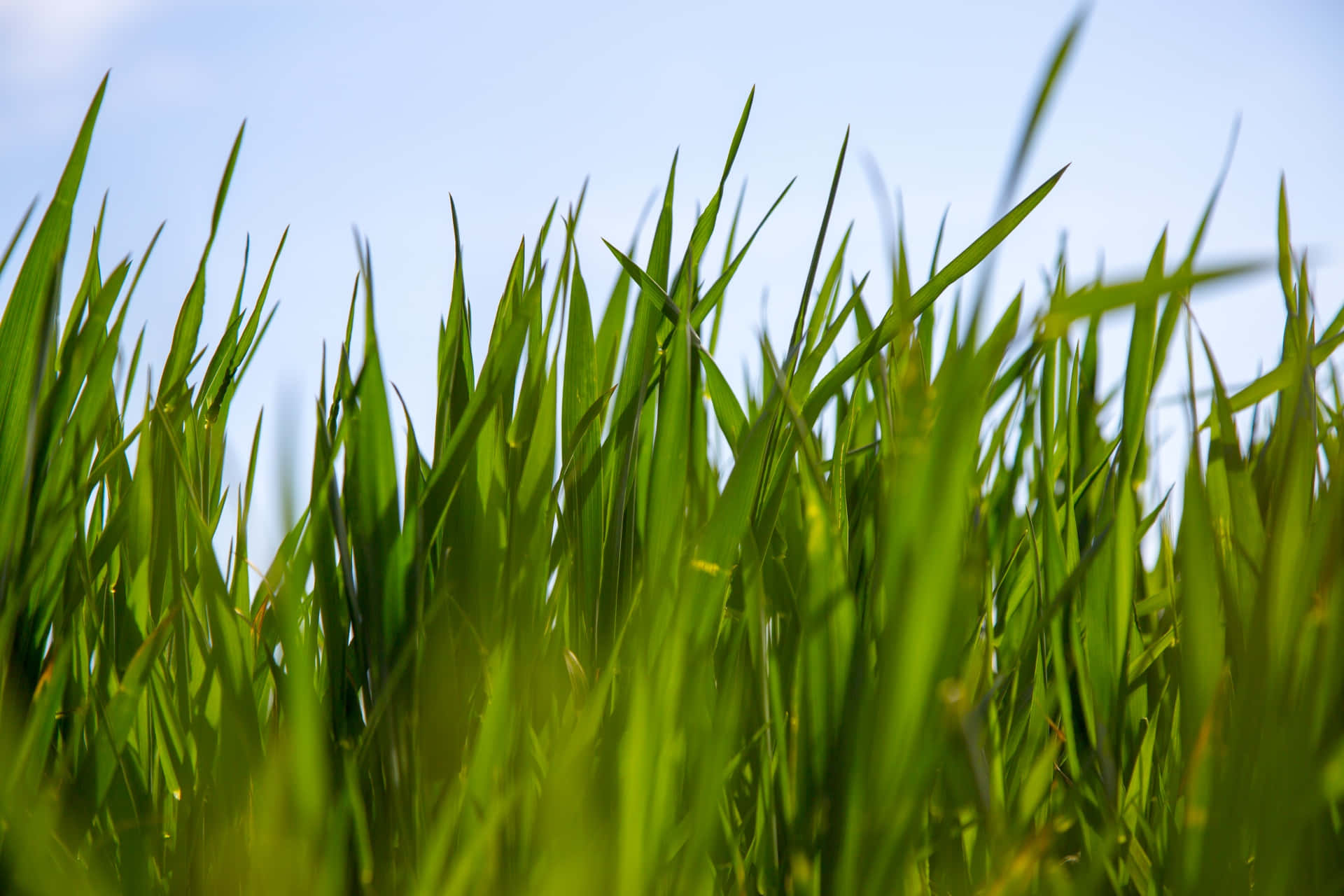 Green Grass 桌布 壁紙 — 充滿活力的綠色草葉在陽光明媚的田野中，對著柔和的藍天輕輕搖曳。