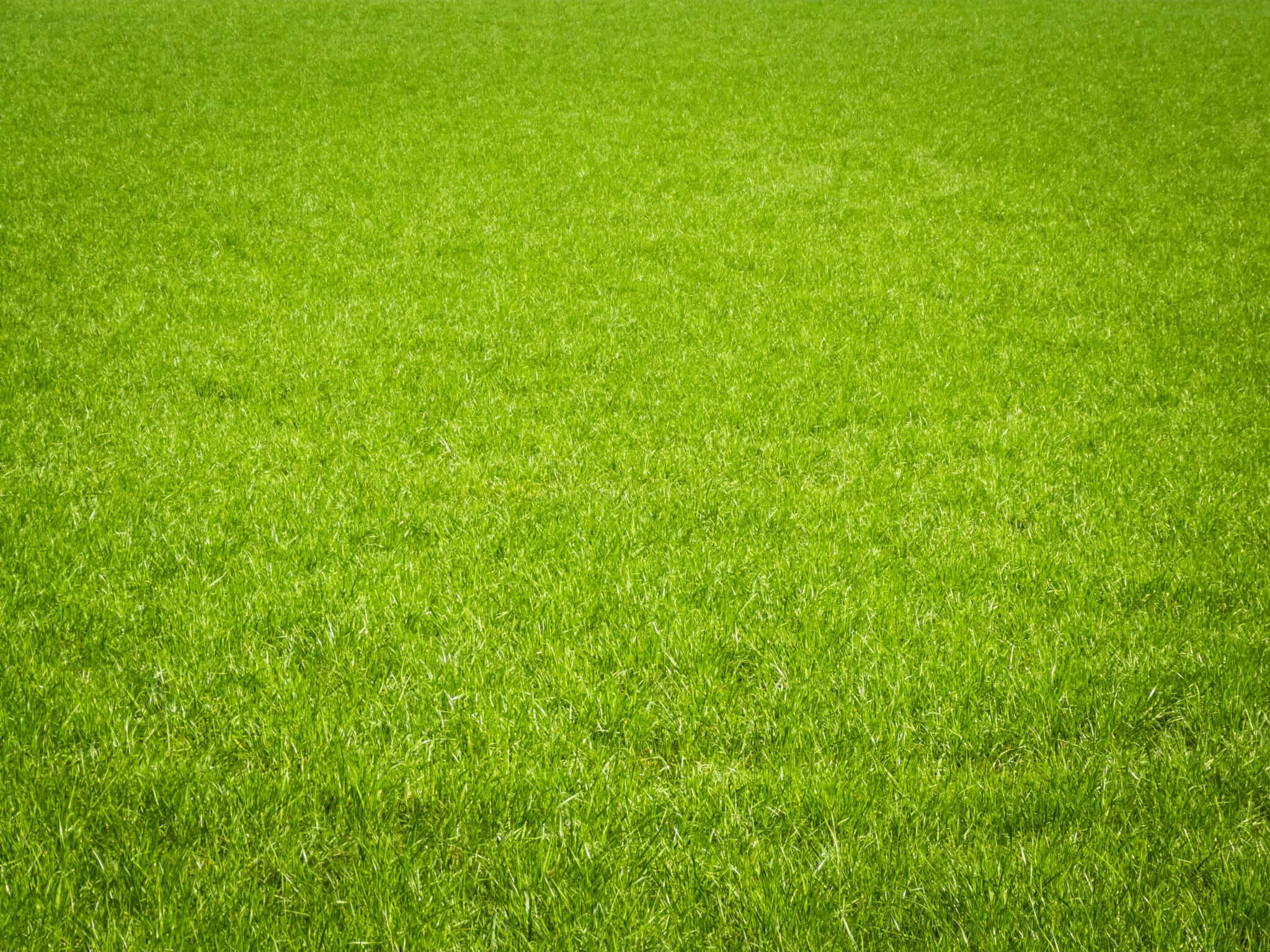 Green Grass 桌布 壁紙 — 充滿活力的綠色草葉在陽光照耀的田野上以清晰的細節延伸。
