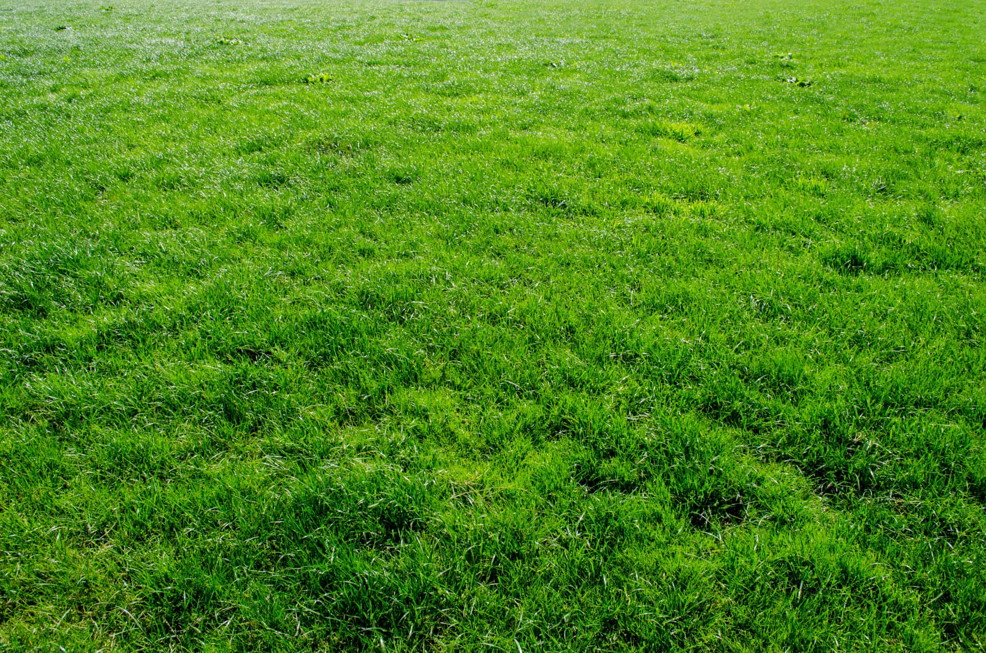 Green Grass 桌布 壁紙 — 充滿活力的綠色草葉在陽光照耀的田野上伸展，帶有微妙的紋理和自然變化。