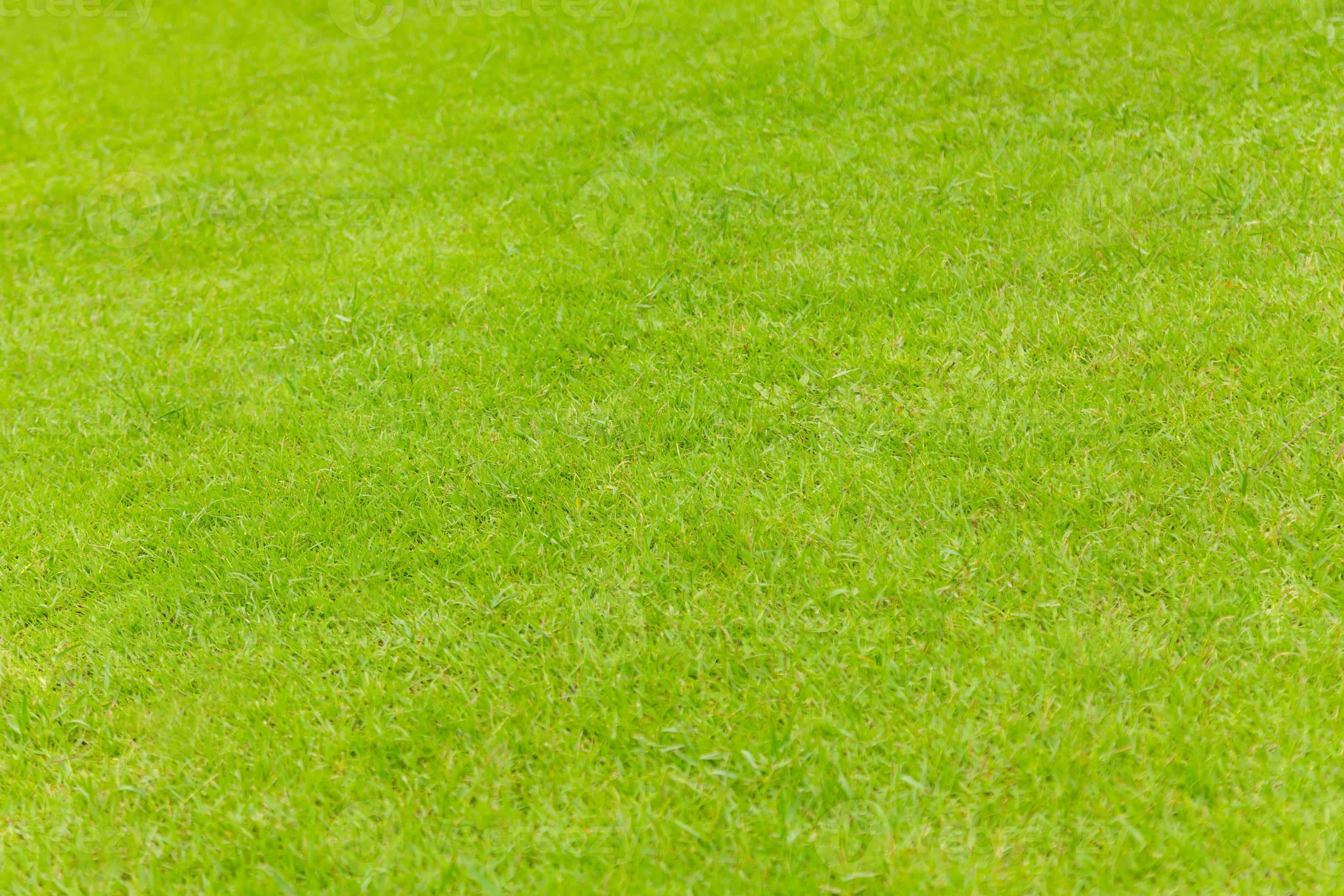 Green Grass 桌布 壁紙 — 充滿活力的綠色草葉密集地覆蓋地面，形成柔軟的自然質感。