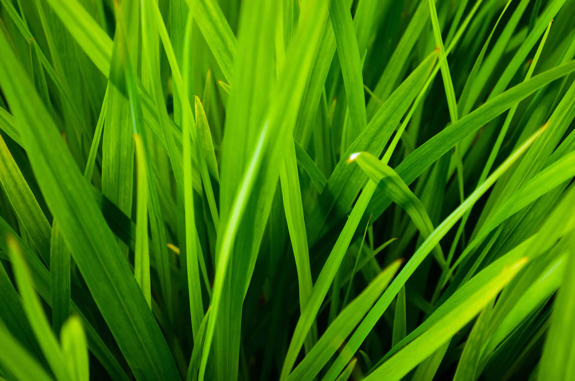 Grass 桌布 壁紙 — 充滿活力的綠色草葉密集排列，帶有銳利的高光和深沉的陰影，營造出茂密紋理的前景。