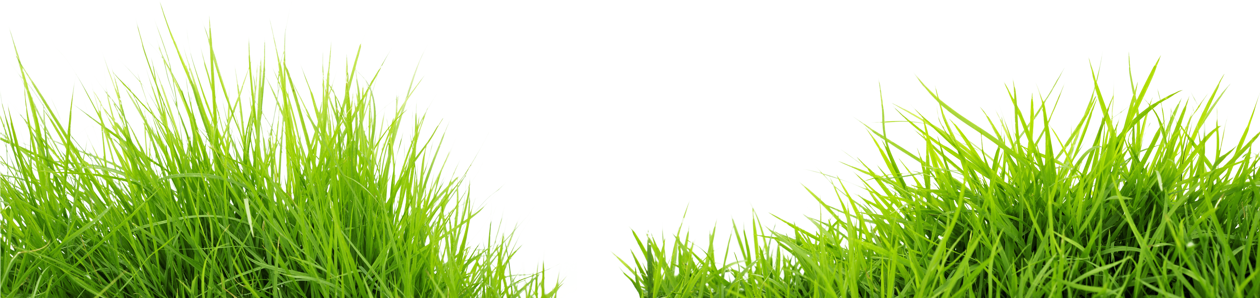自然 桌布 壁紙 — 充滿活力的綠色草葉帶有露珠，在對稱構圖中框住深青色背景。