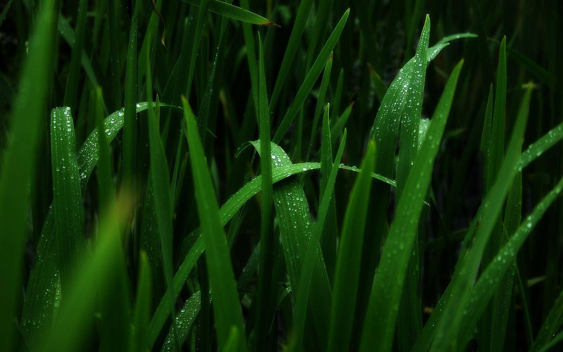 Wet 桌布 壁紙 — 充滿活力的綠色草葉特寫，在柔和的陰影中閃爍著清新的露珠。