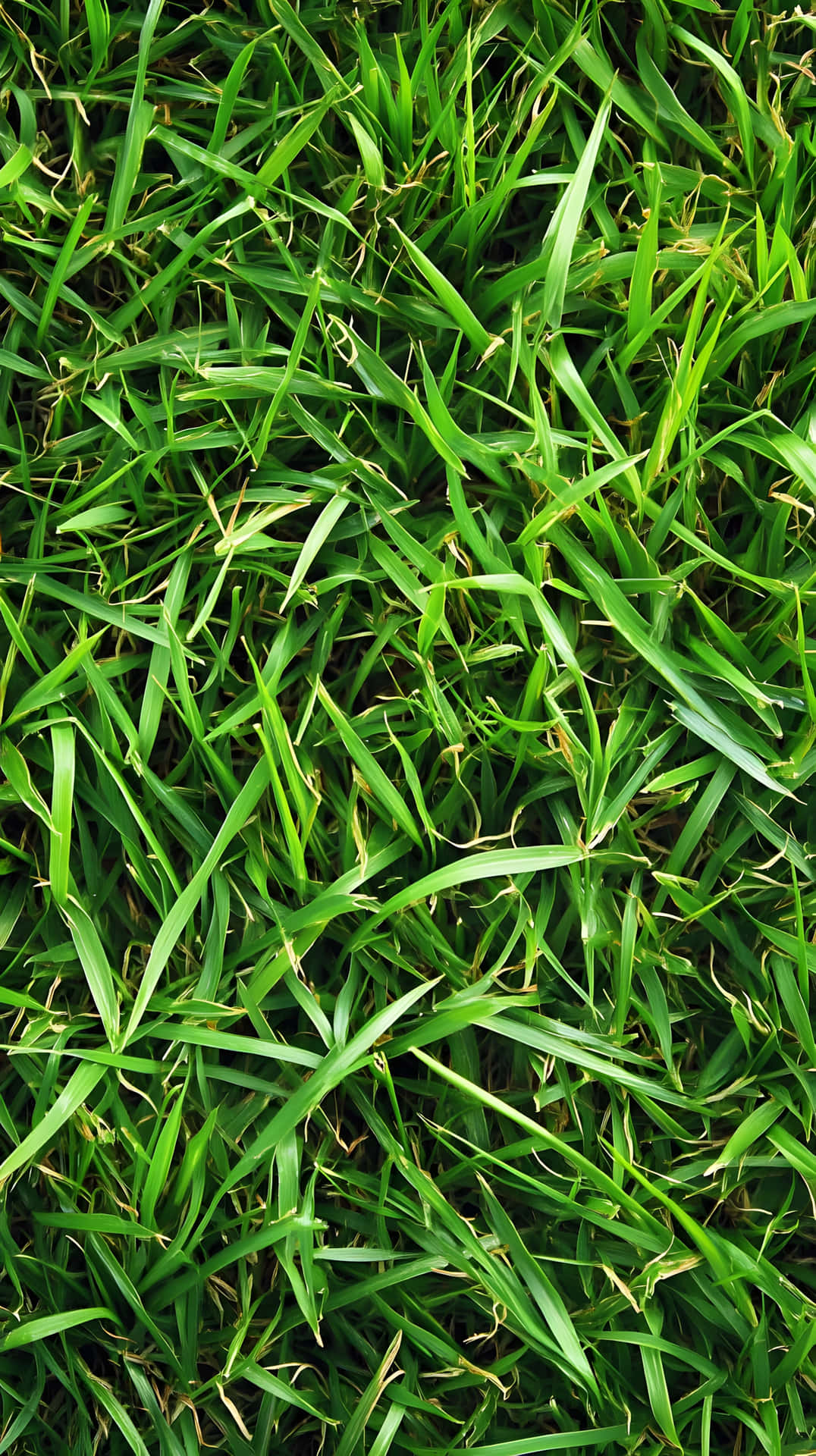 Fresh green grass macro vibrant texture 壁紙 — 充滿活力的綠色草葉特寫，帶有微妙的黃色尖端和自然紋理。
