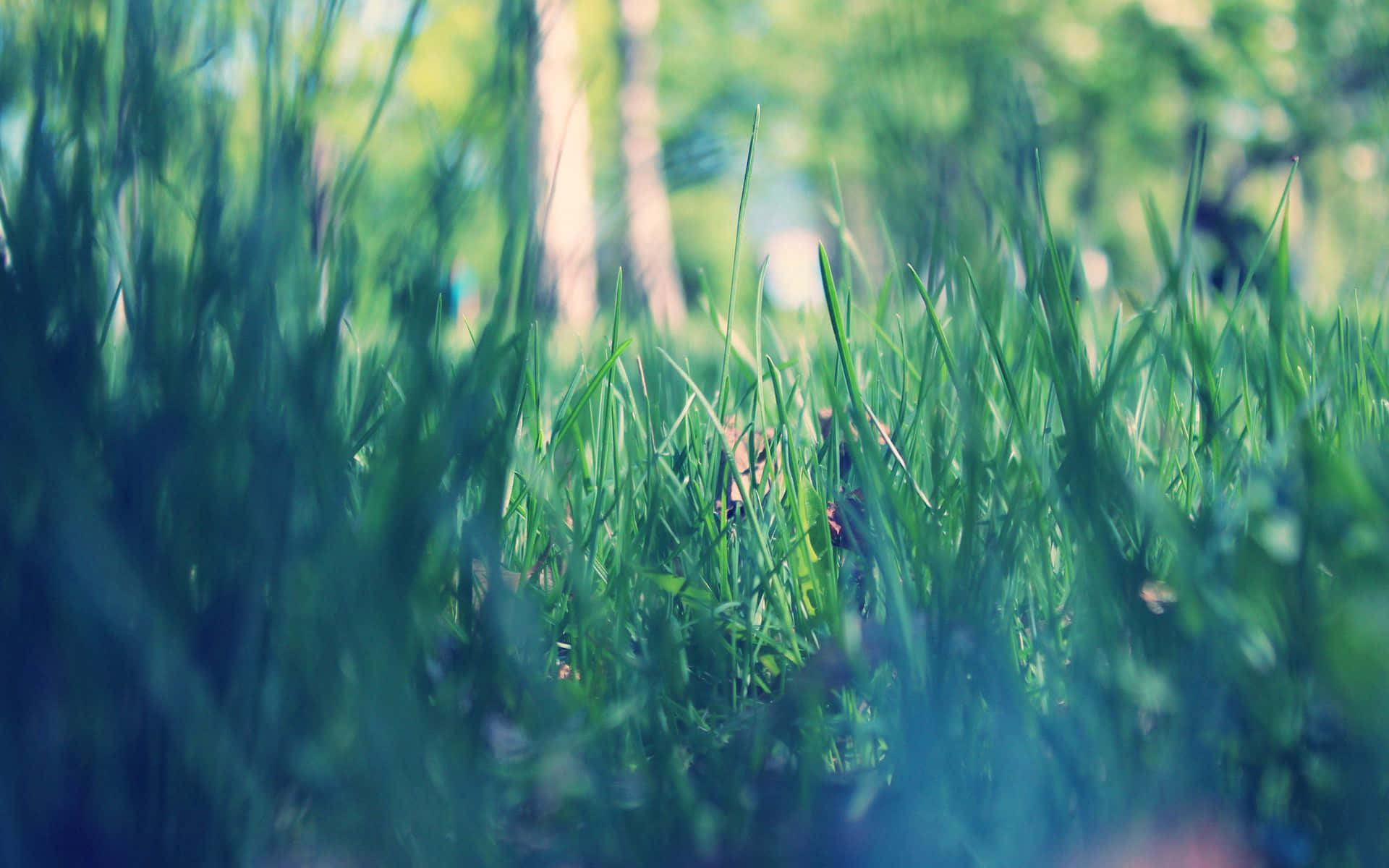 Spring Grass 桌布 壁紙 — 充滿活力的綠色草葉特寫，帶有柔和散景背景和清涼藍色調。