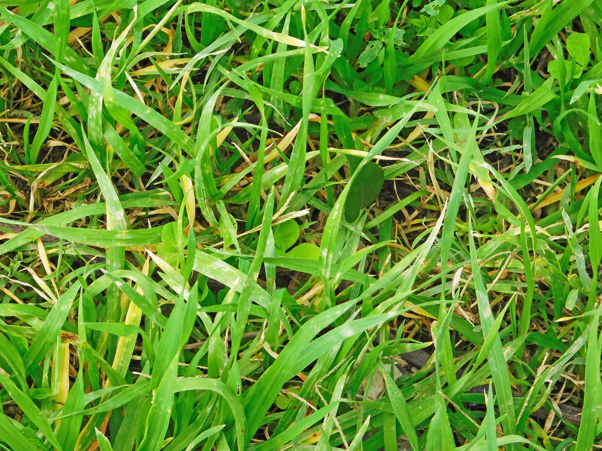 Lawn Texture 壁紙 — 充滿活力的綠色草葉特寫，散落著泛黃的葉片和泥土斑塊。