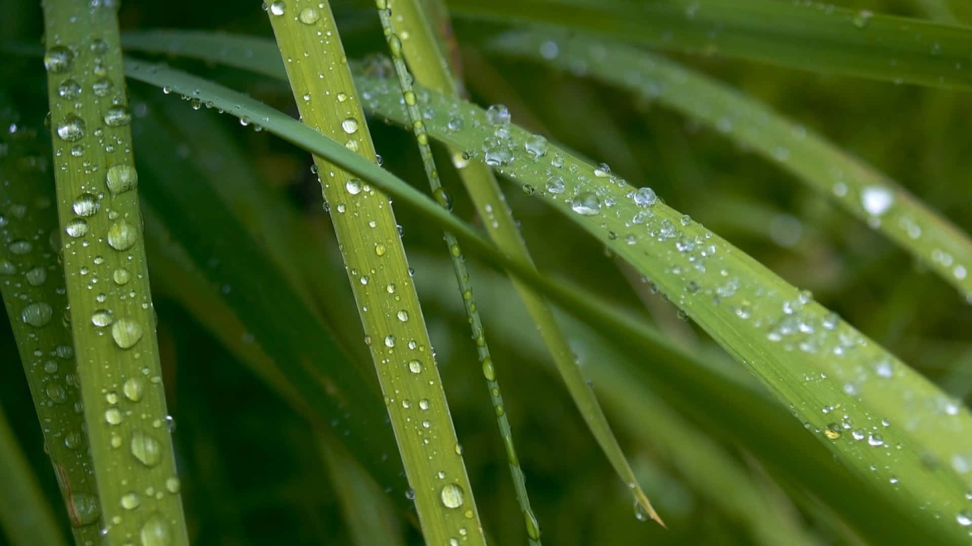 Green Grass 桌布 壁紙 — 充滿活力的綠色草葉特寫，晶瑩剔透的露珠在柔和光線下閃爍。