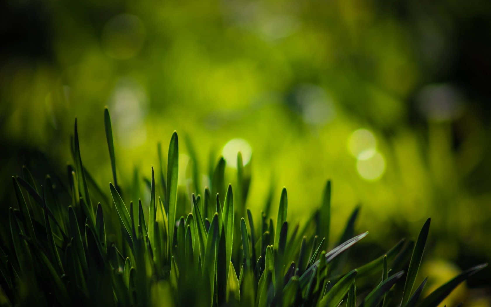 Spring Grass 桌布 壁紙 — 充滿活力的綠色草葉特寫，柔和的散景背景在陽光下閃耀。