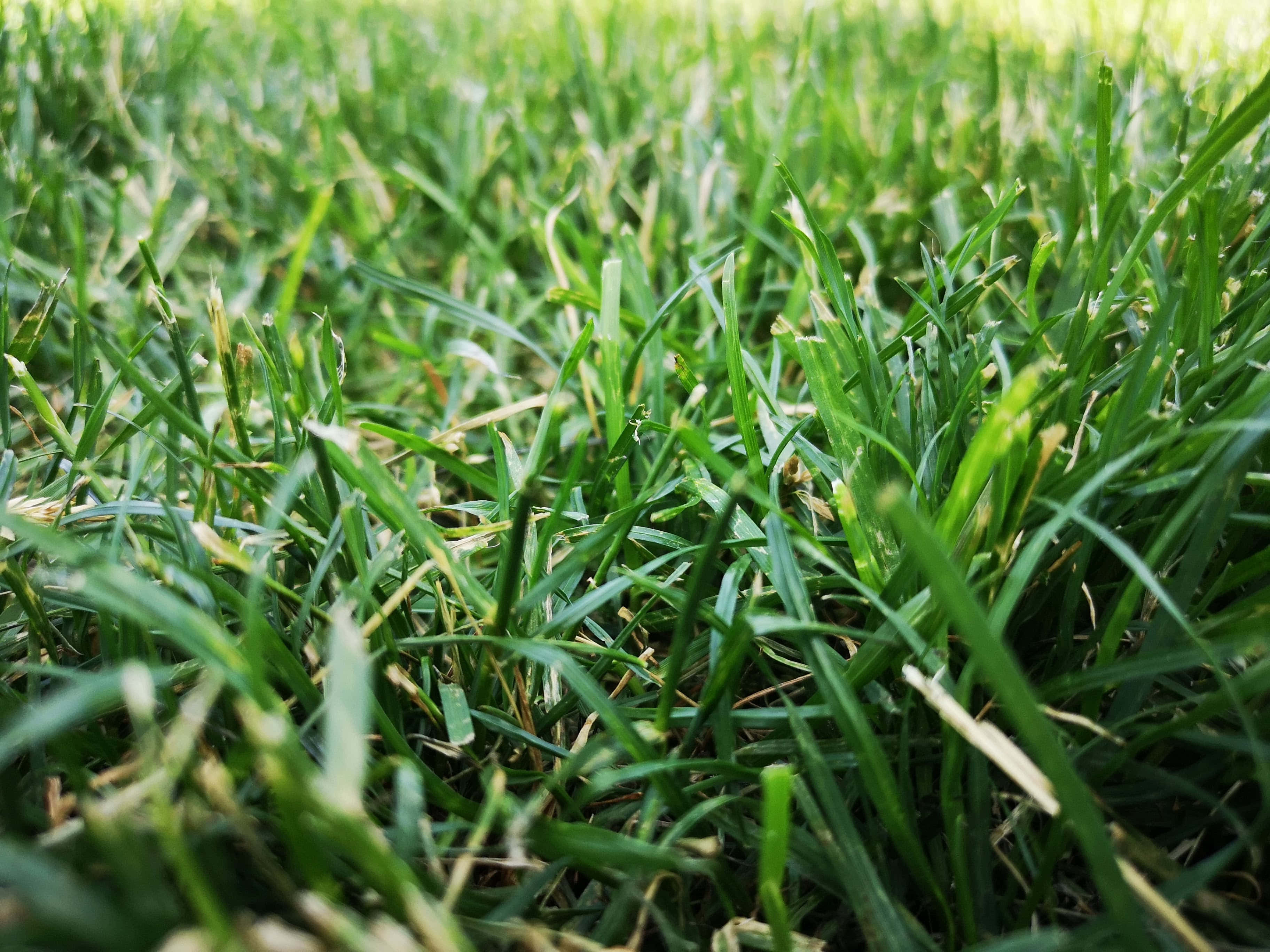 Green Grass 桌布 壁紙 — 充滿活力的綠色草葉特寫，柔和陽光穿透而過，營造出寧靜的自然紋理。