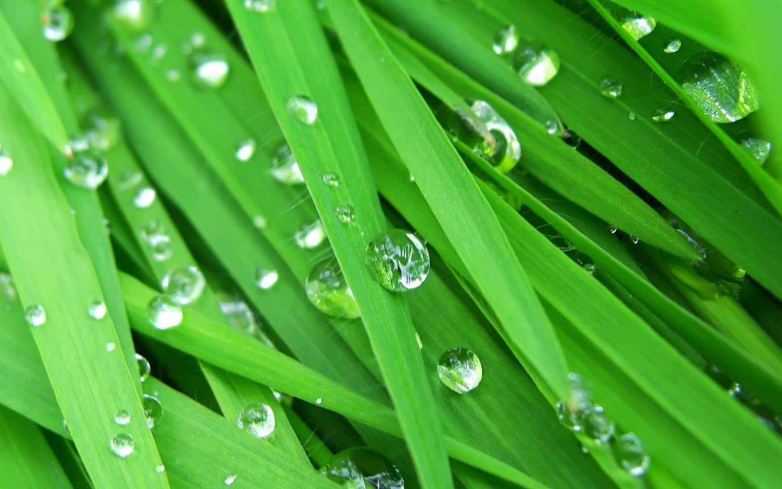 Rain Drops 桌布 壁紙 — 充滿活力的綠色草葉閃爍著清澈的露珠，捕捉柔和晨光。