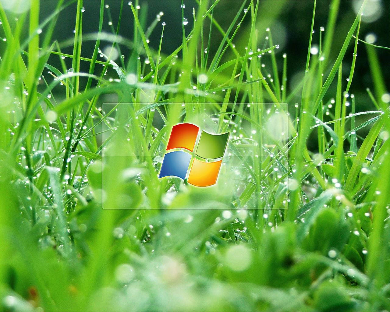 Vista 桌布 壁紙 — 充滿活力的綠色草葉閃爍著露珠，圍繞著半透明的Windows標誌。