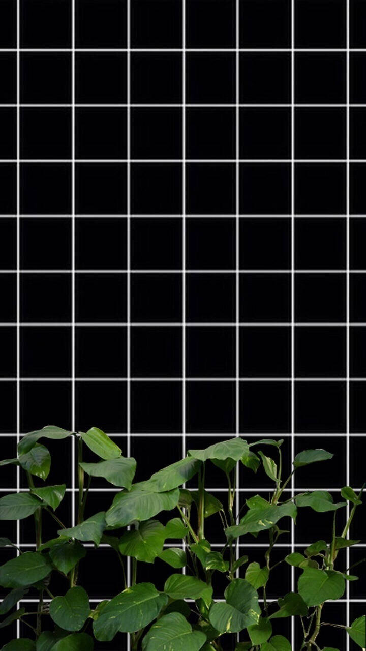 dark black 桌布 壁紙 — 充滿活力的綠色葉子植物與帶有白色網格線的黑色瓷磚牆形成鮮明對比。